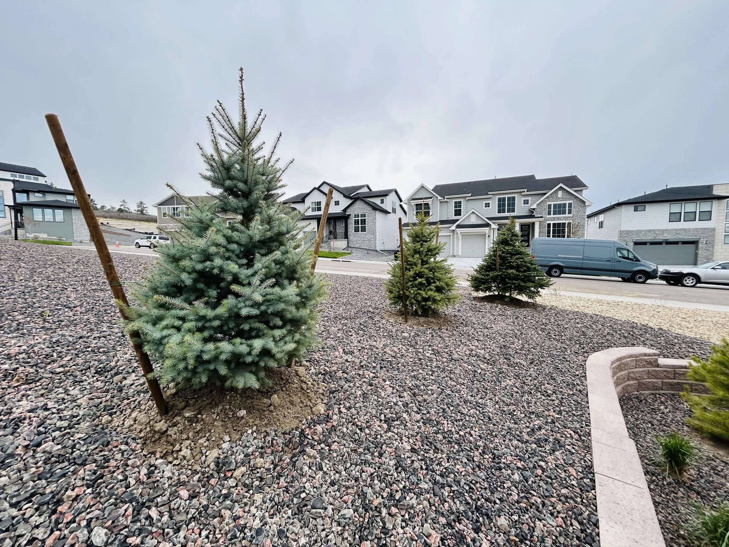 Residential street with young evergreen trees supported by wooden stakes, gravel landscaping, and modern houses in the background under an overcast sky.
