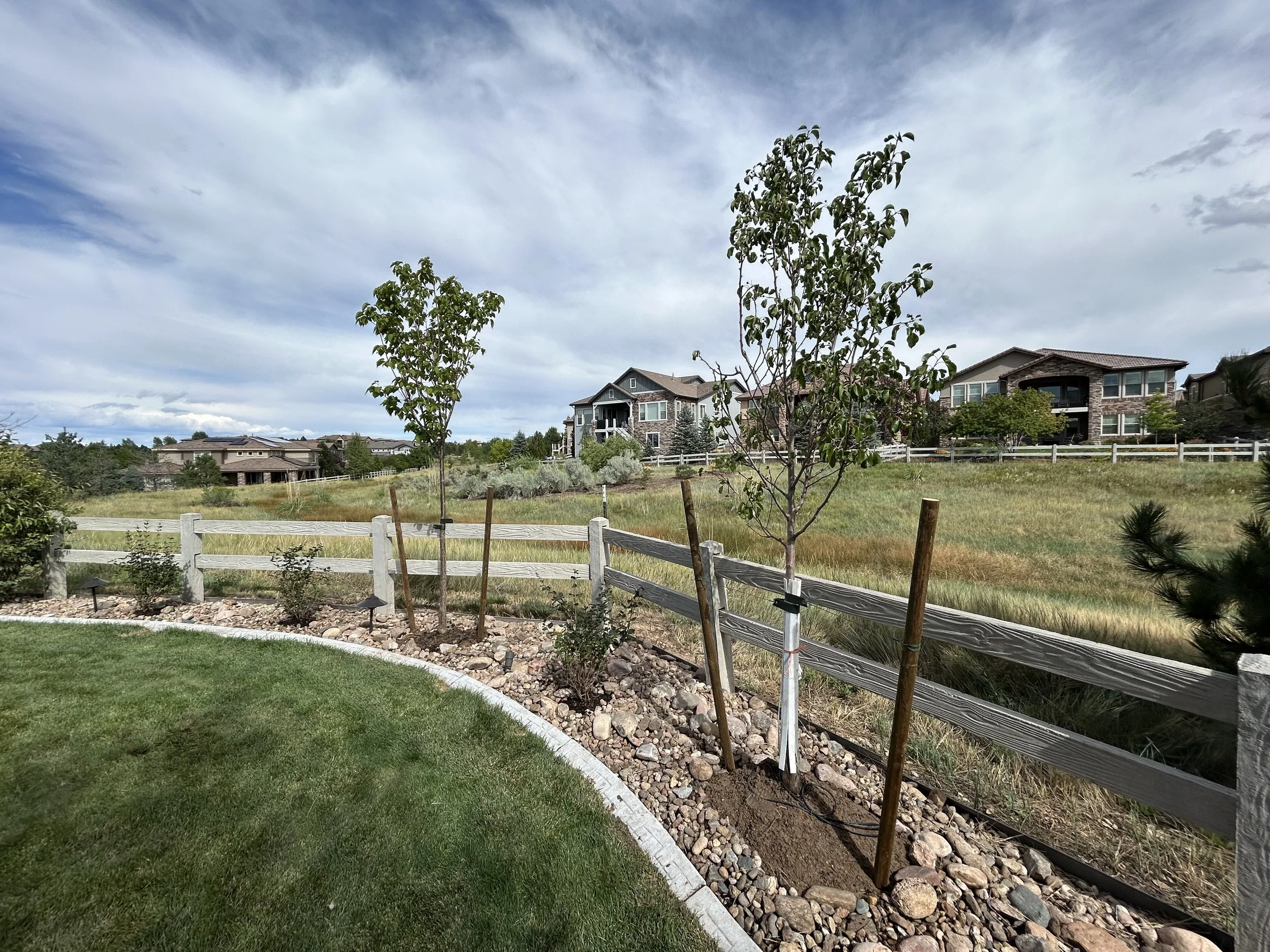 Young trees planted along a landscaped garden bed in front of a wooden fence with houses in the background under a partly cloudy sky.