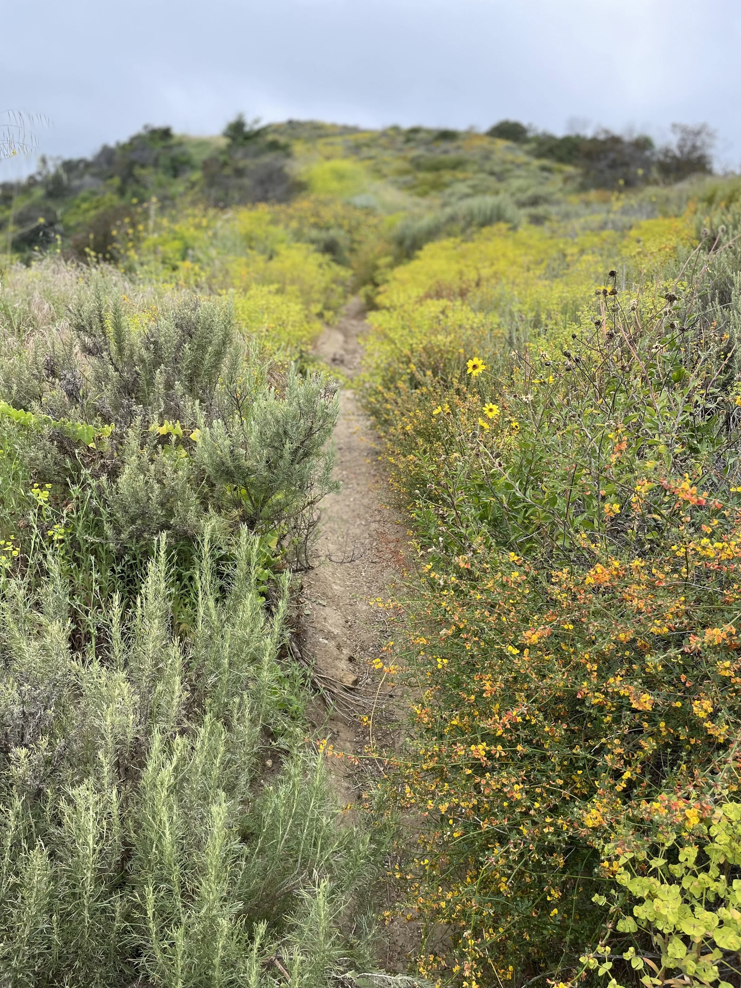 A dirt trail running through a hillside covered in green shrubs and yellow and orange flowering plants, with cloudy sky above.