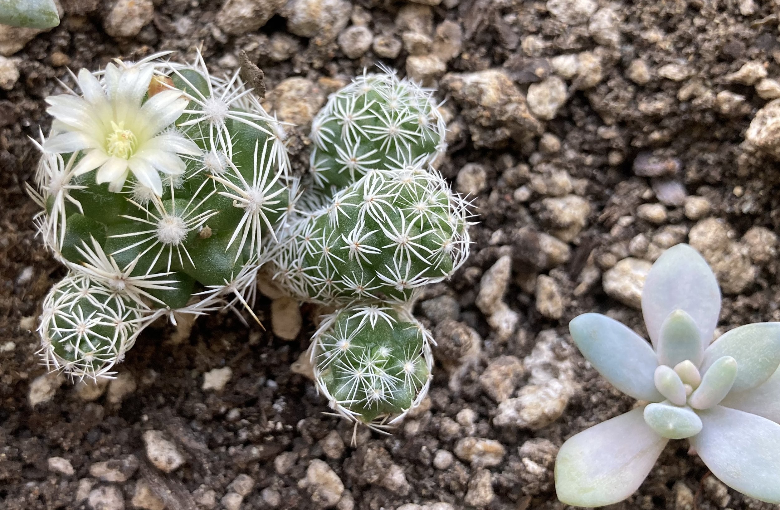 RenderedImage (1).jpeg