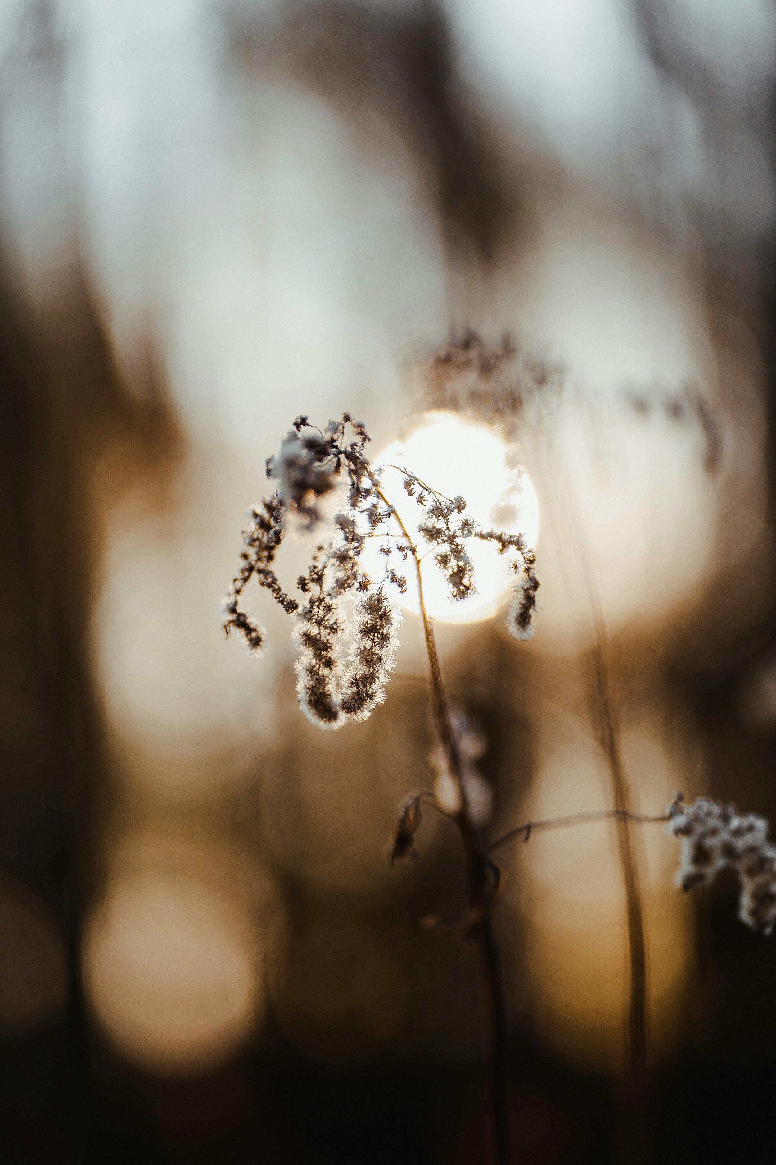 Close-up of dried wildflowers silhouetted against a setting sun.