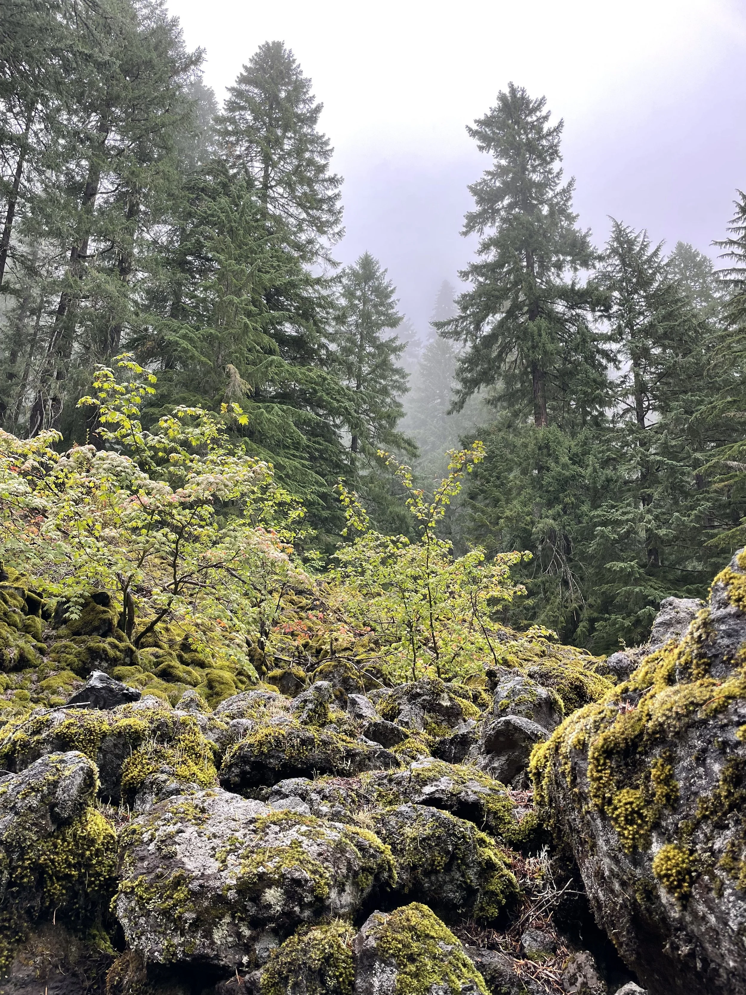 Moss-covered rocks and young trees in a foggy forest with tall pine trees in the background.