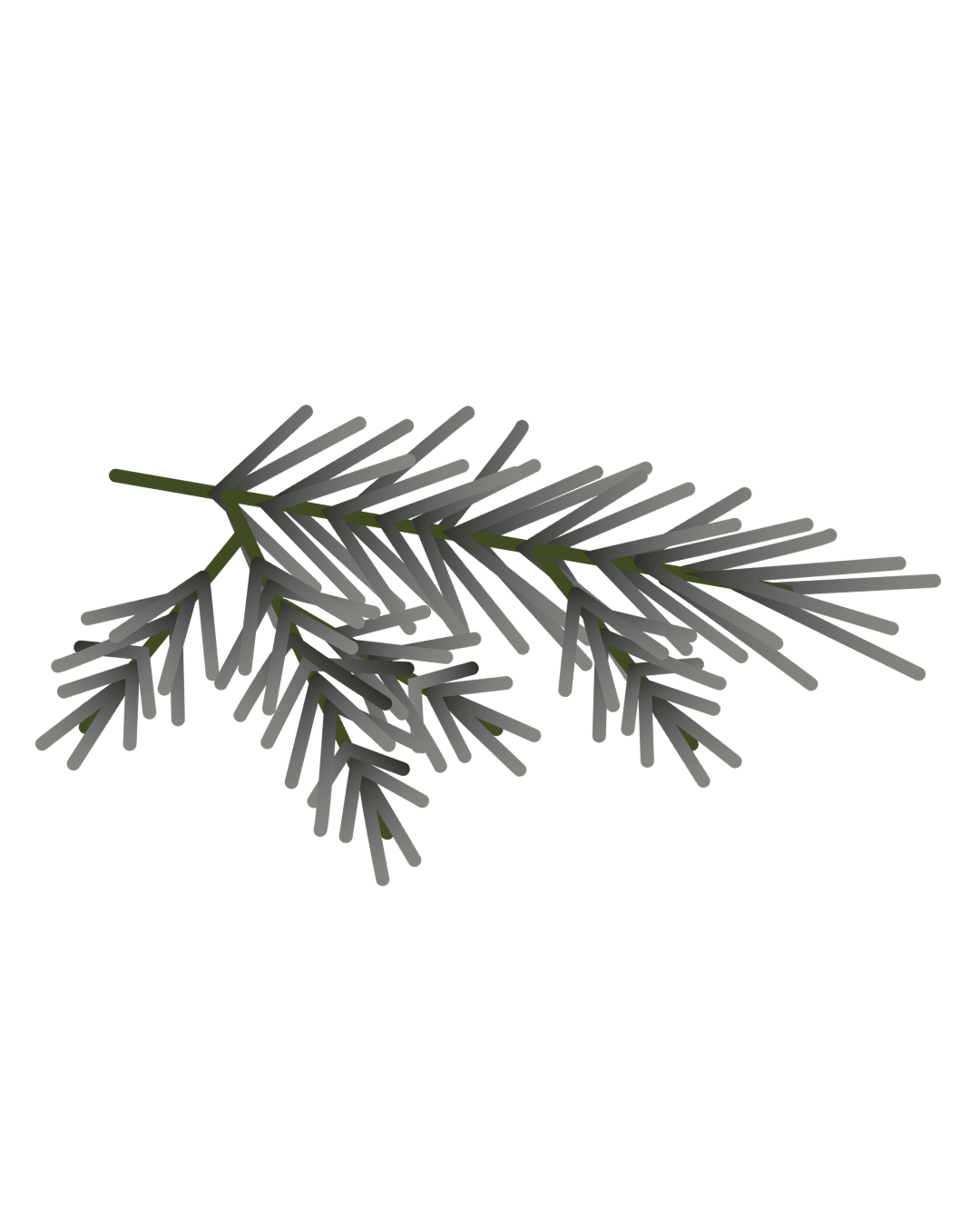 Gray pine branch with green accents on black background.