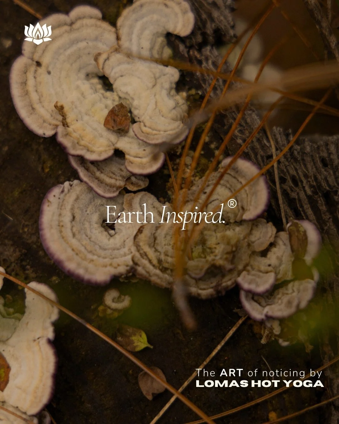 Siente el calor. Respira la vida. Con&eacute;ctate con la Tierra. ✨ En nuestro Hot Room, cada postura es un recordatorio de la energ&iacute;a vital que fluye en ti y en el planeta. Enra&iacute;zate, crece y florece. #HotYoga #Conexi&oacute;nTierra #B