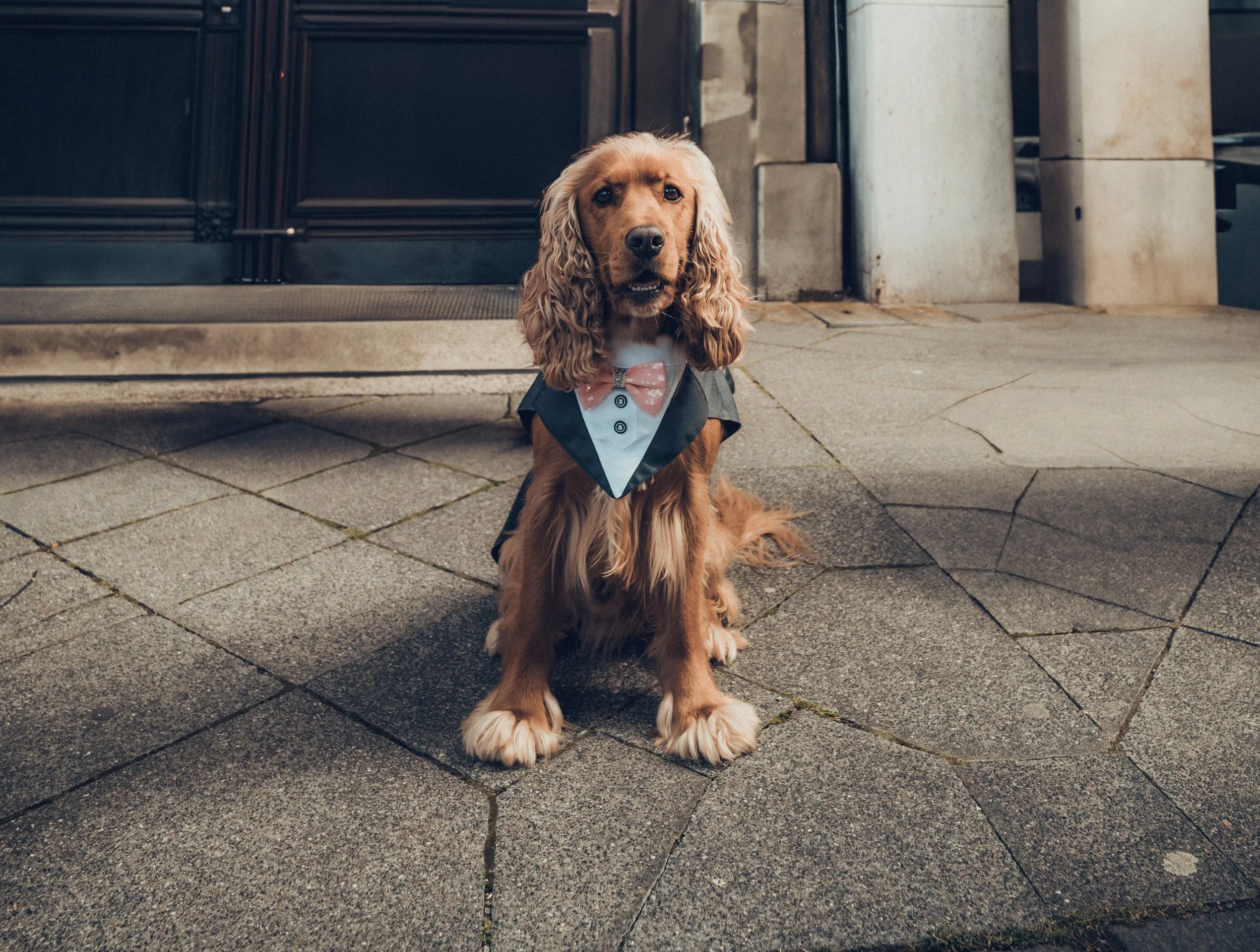 Hochzeitshund im Smoking sitzt vor Tür – Standesamt Düsseldorf, Hochzeitsfotograf und Videograf Düsseldorf