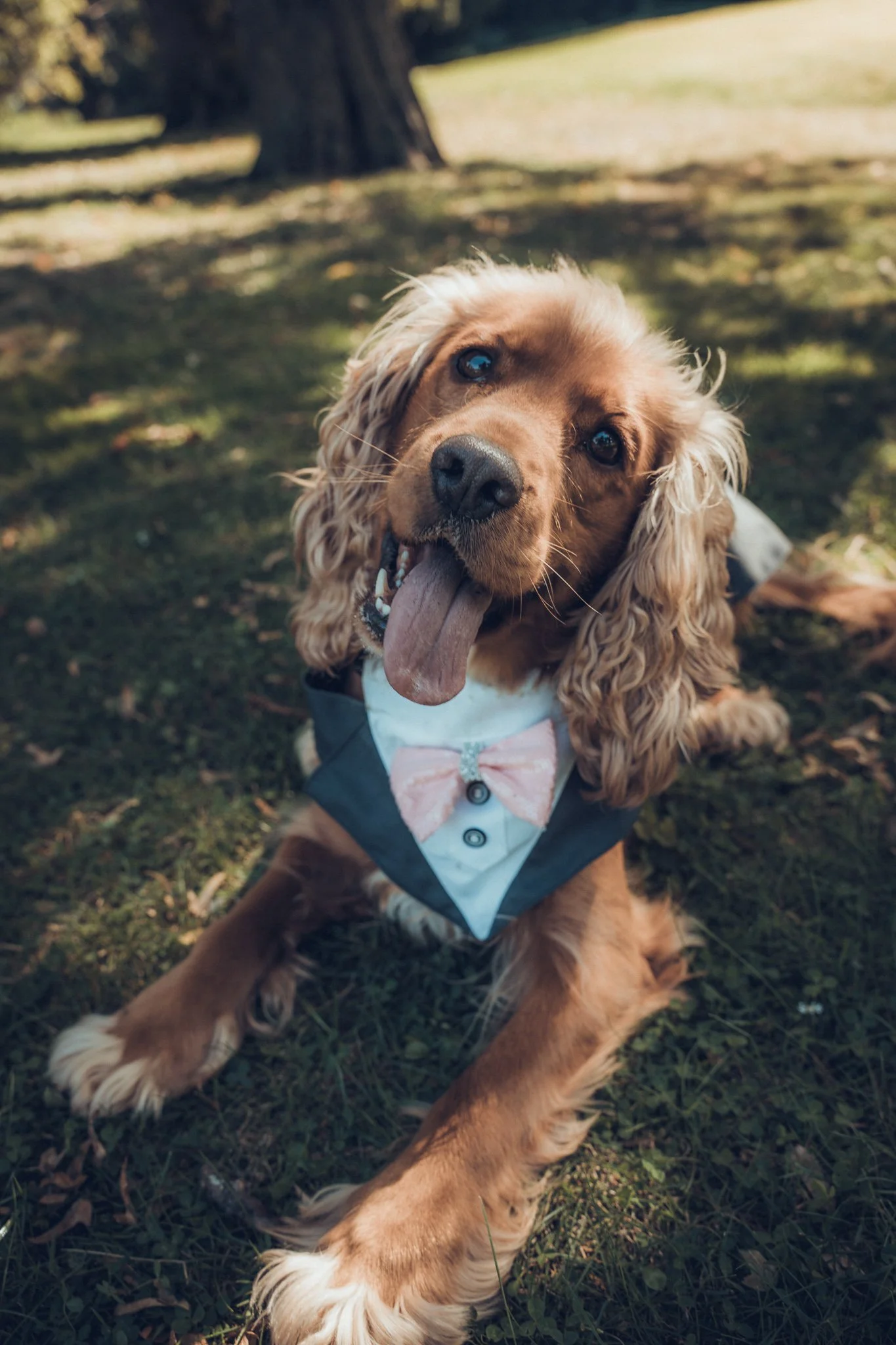 Milo, der Hund von Violetta und Patrick, begleitet das Brautpaar bei ihrer Hochzeit