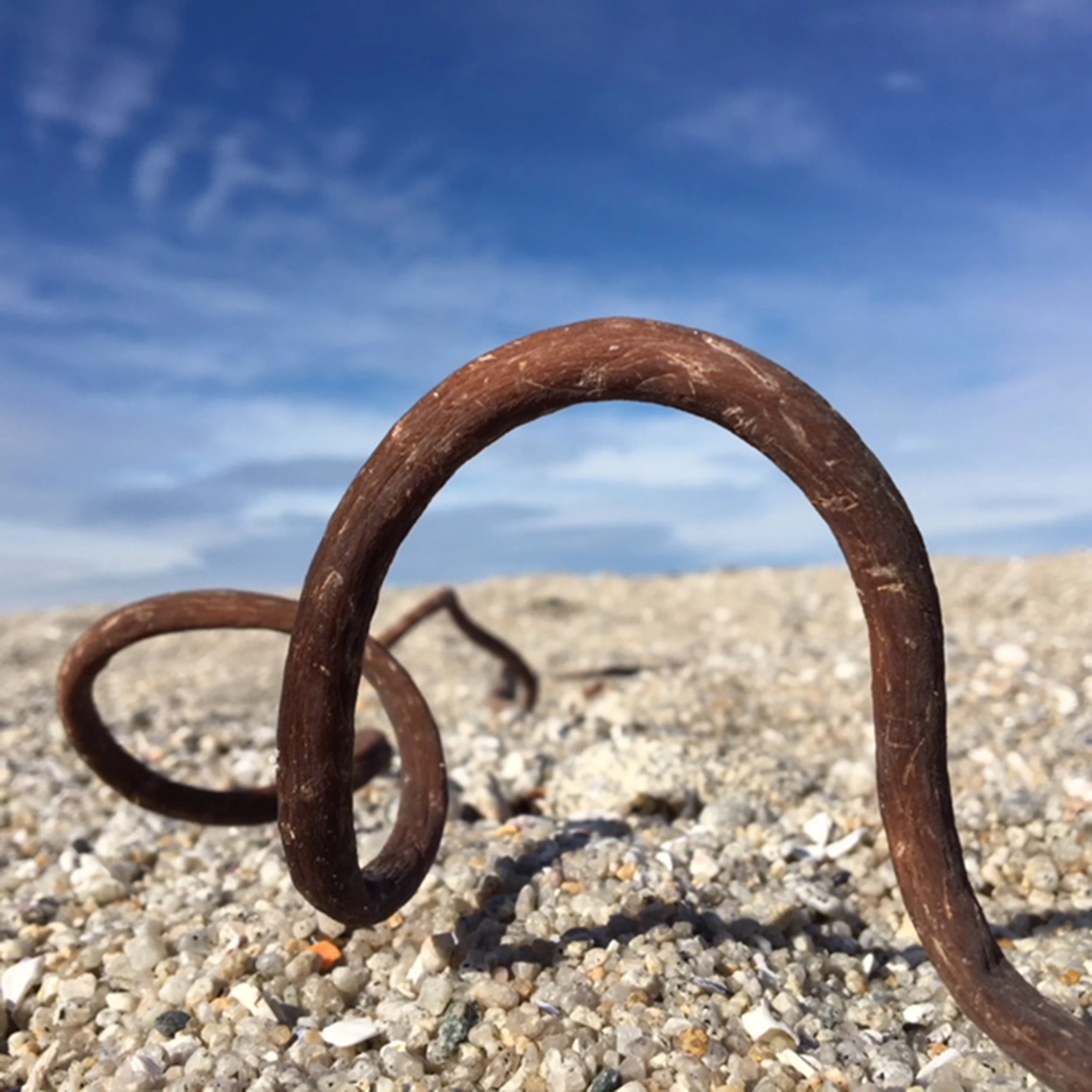 Dried Seaweed from Monterey California