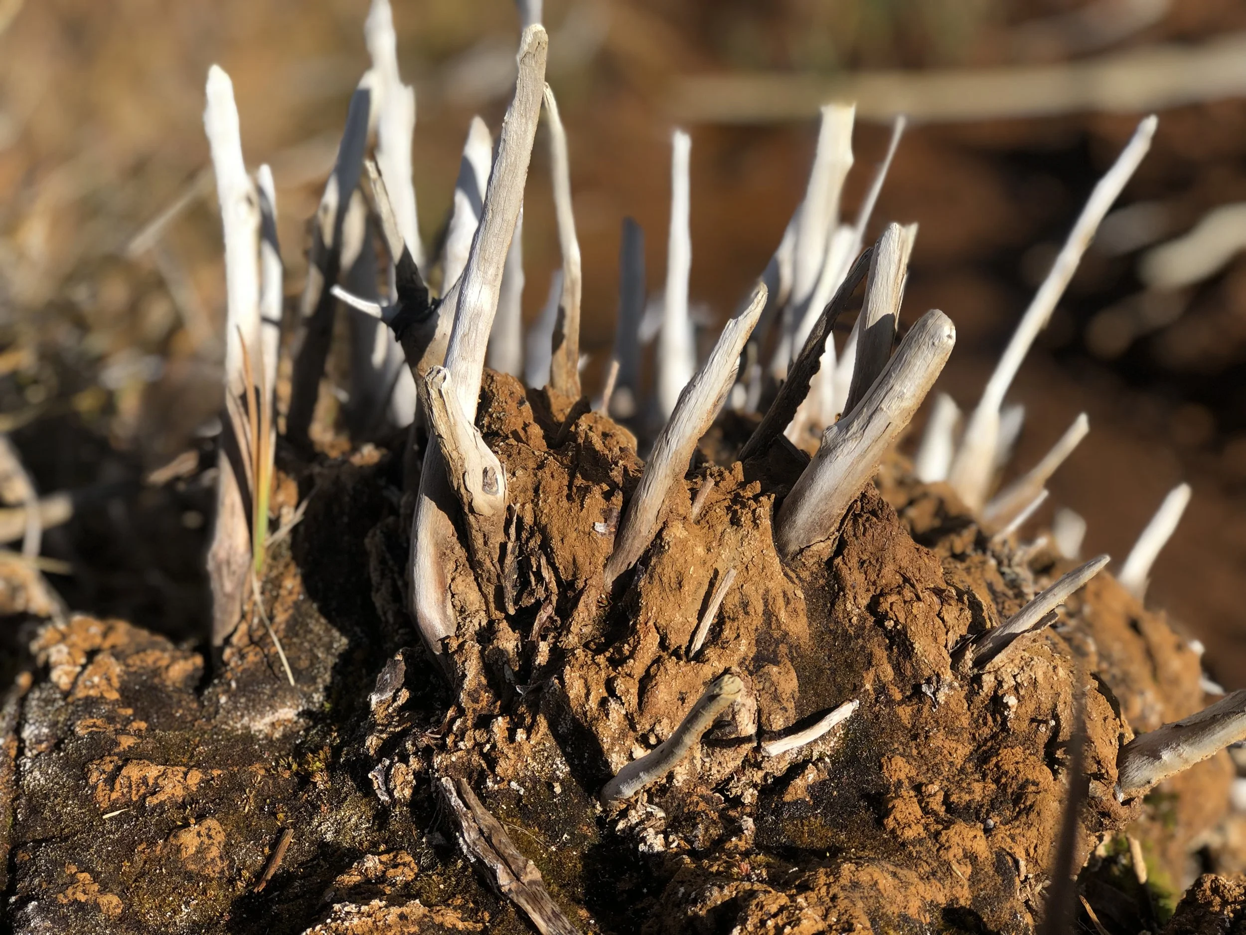 Dried sticks from Colorado