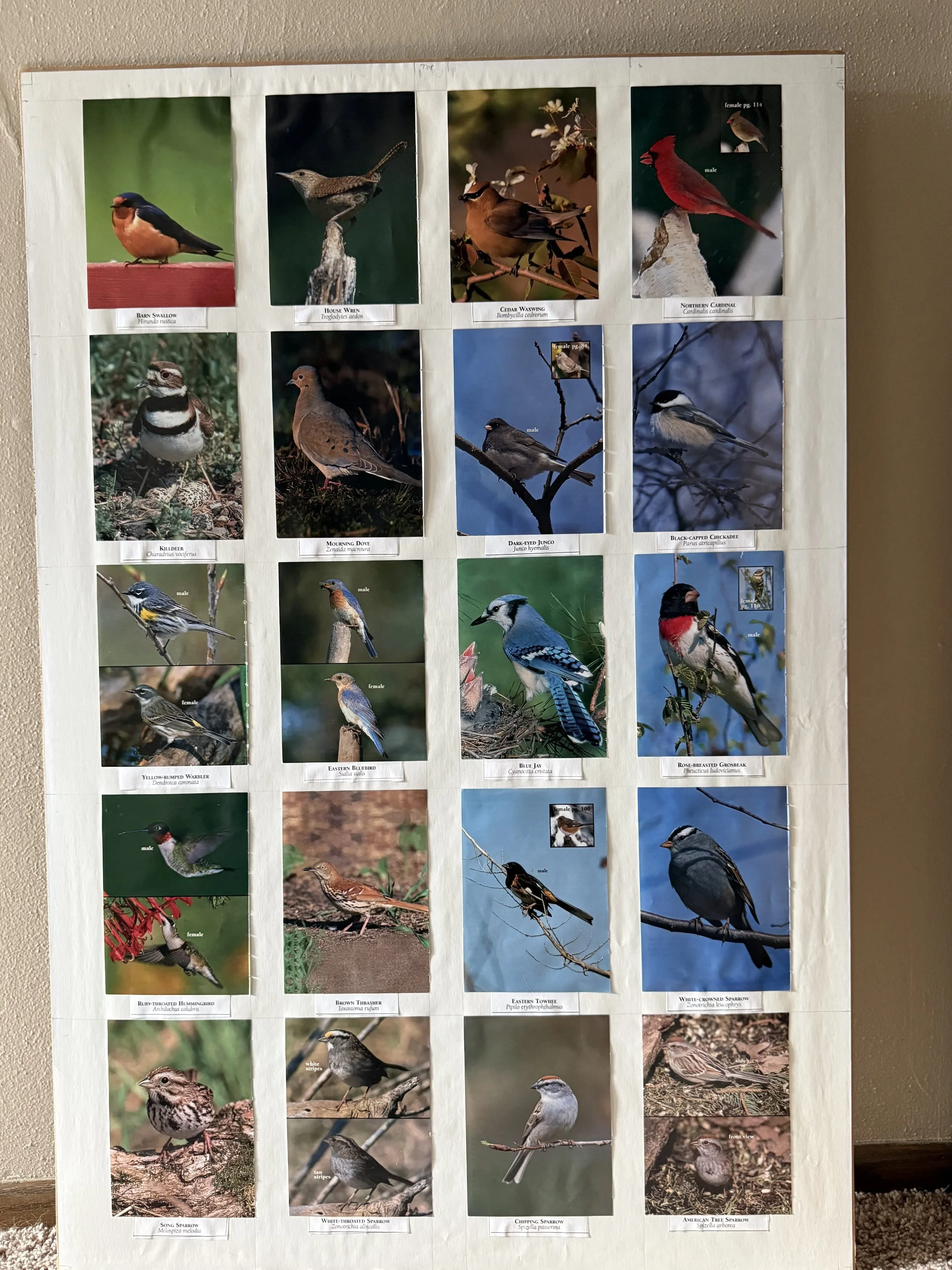 A poster displaying pictures of various bird species, each labeled with its common and scientific name. The poster includes a variety of songbirds, woodpeckers, and sparrows, with each species shown perched on branches or on the ground.