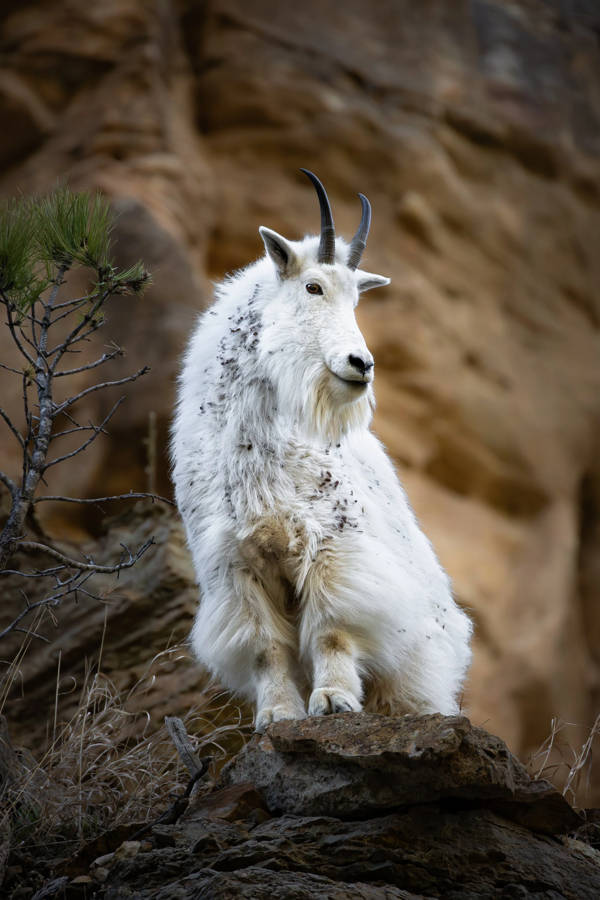 A mountain goat standing on rocks in a mountainous landscape with dry grass, a small pine tree, and a rocky cliff in the background.