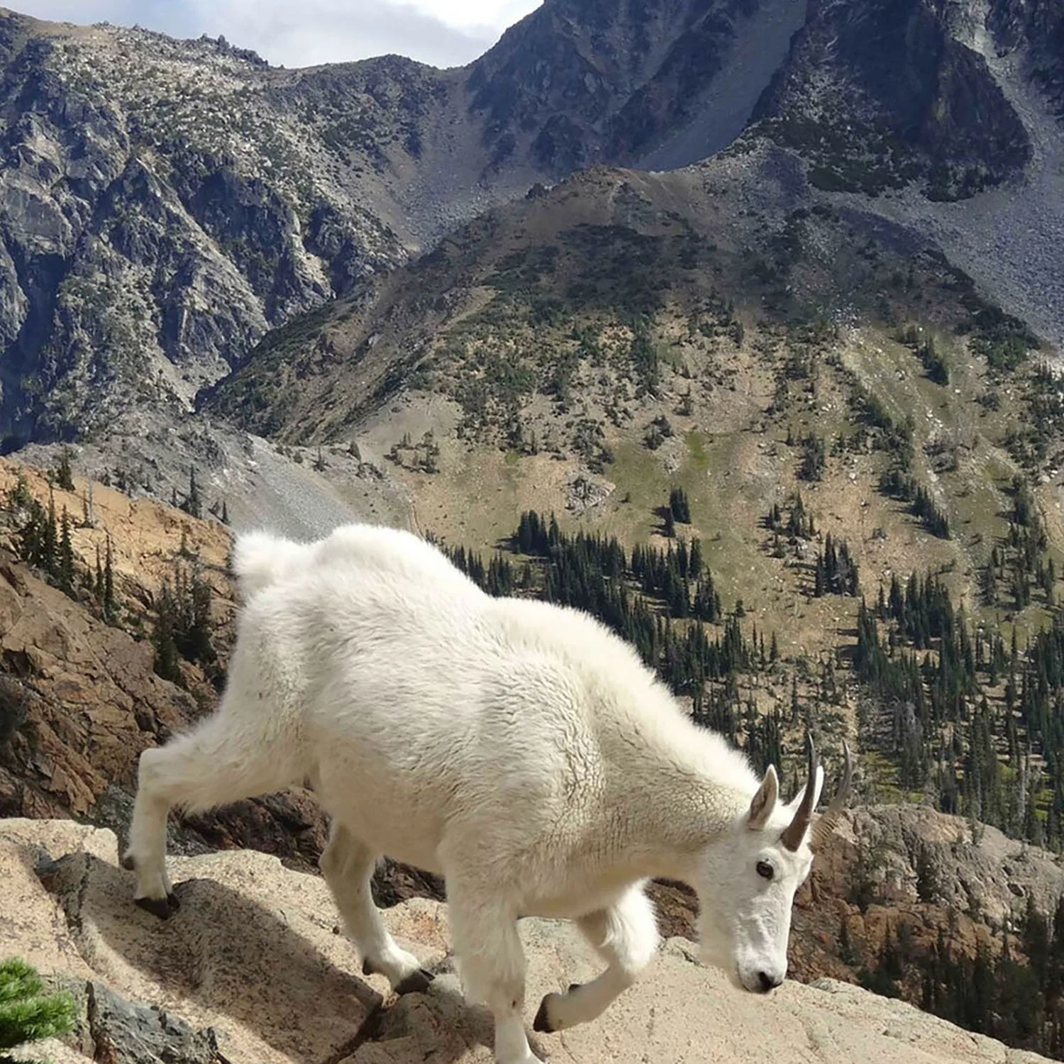 Goat Watching: