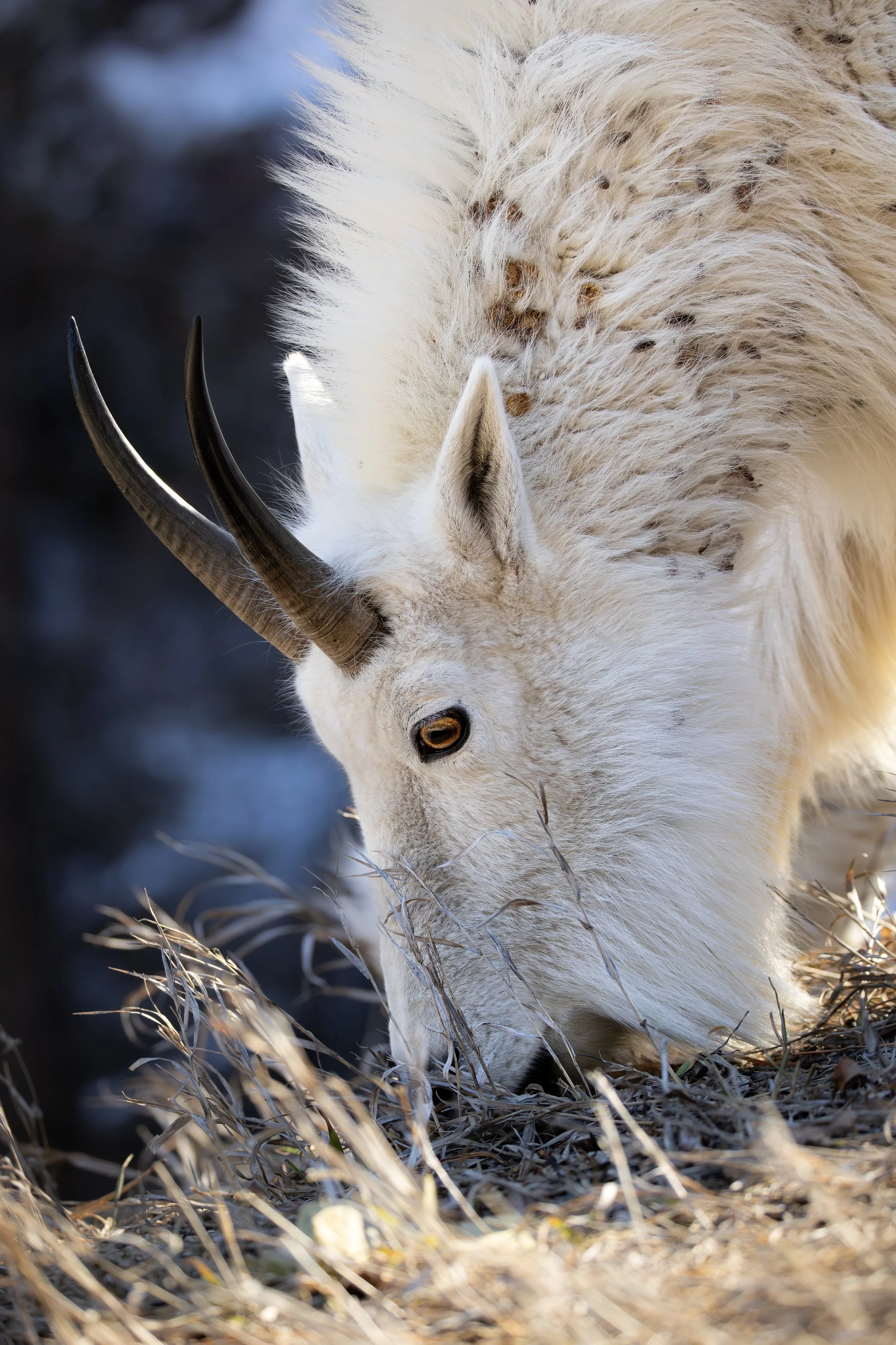 A white mountain goat with curved black horns grazing in a dry, grassy landscape.