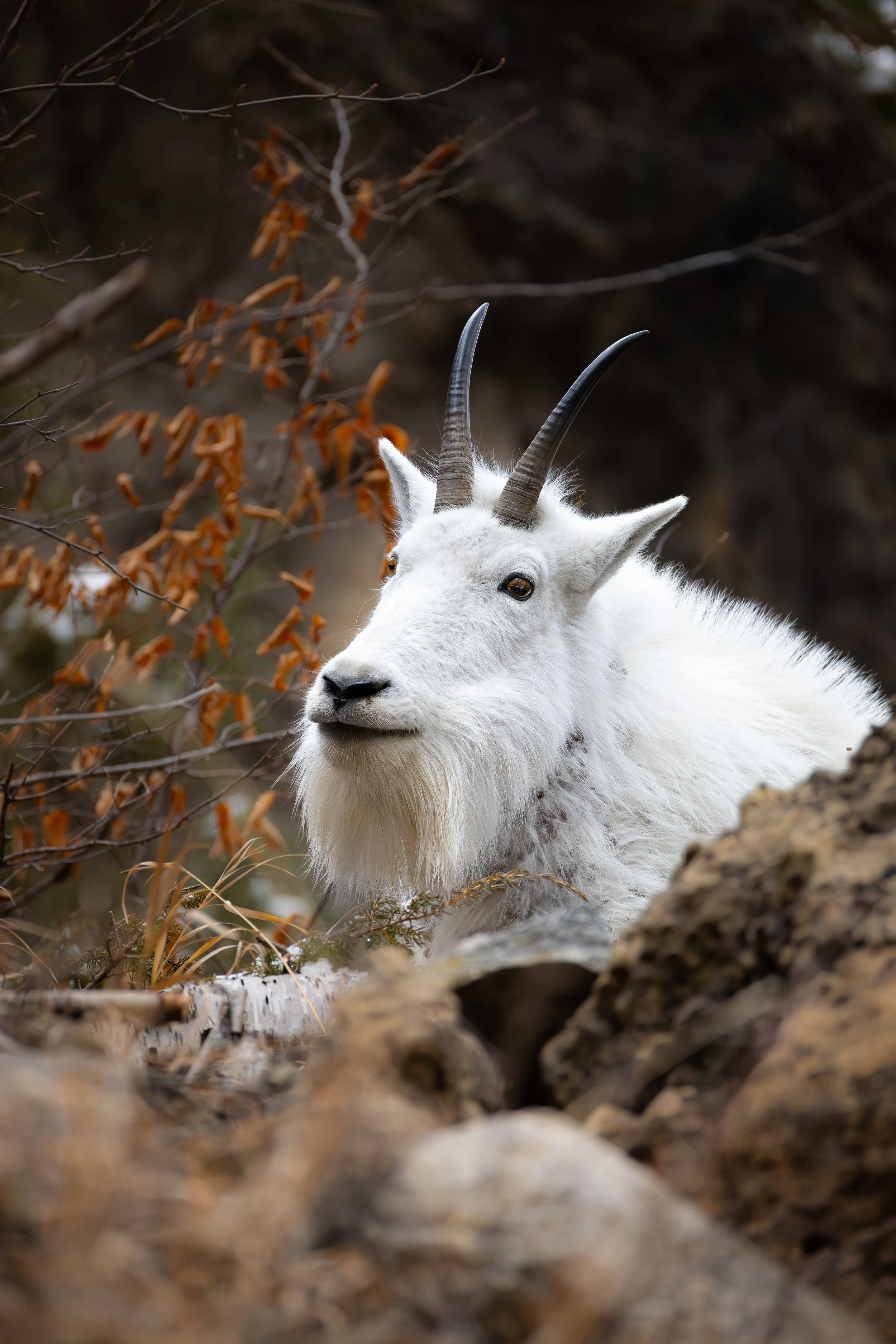 A white mountain goat with long curved black horns looking to the left, surrounded by autumn leaves and rocks.