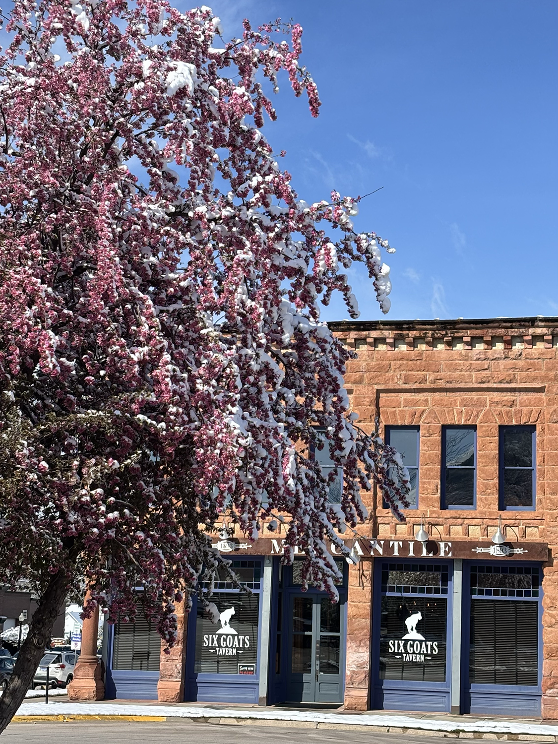 A brick building facade with a sign reading 'Six Goats Tavern' and large windows. In front, a tree with pink blossoms and snow on the branches, against a blue sky.