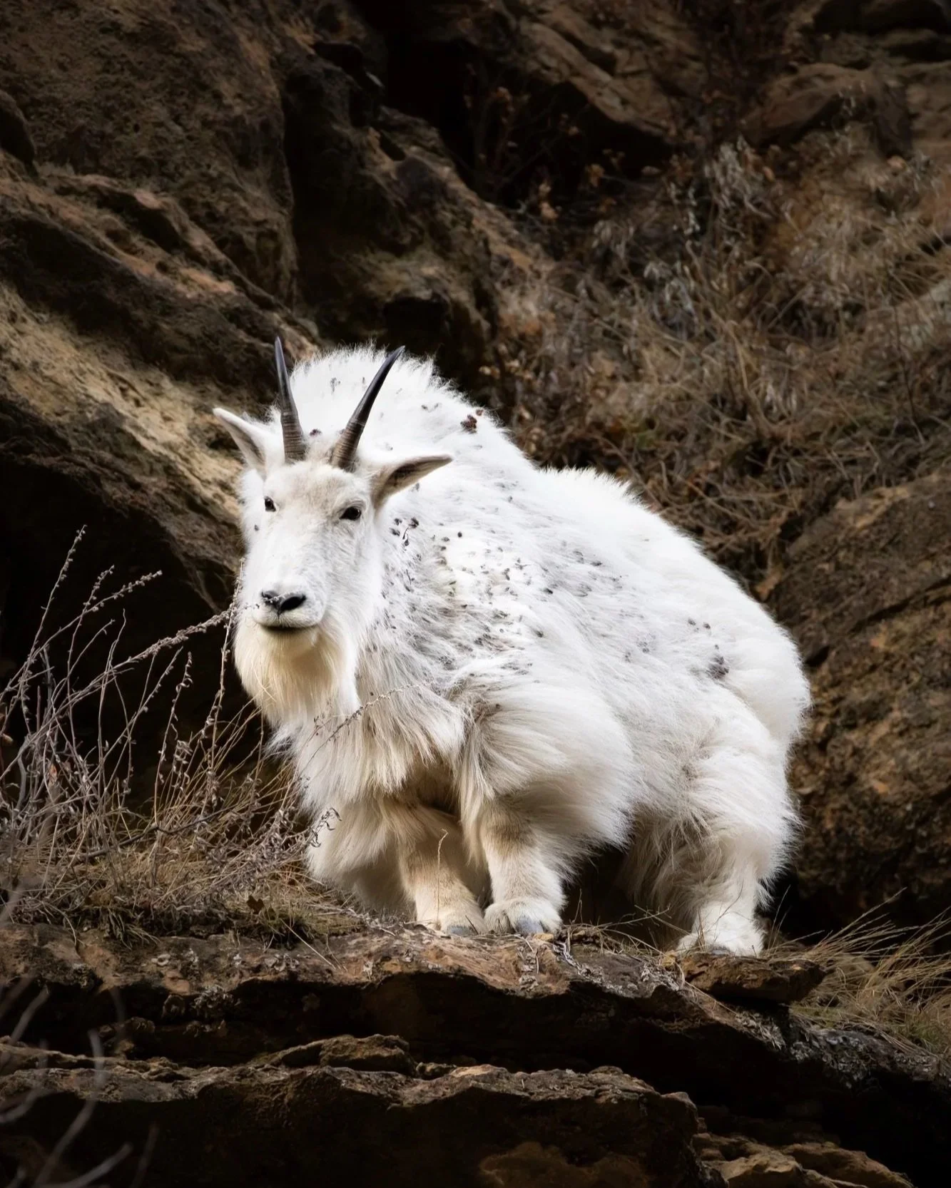 A white mountain goat with black horns standing on rocky terrain in a mountainous area.