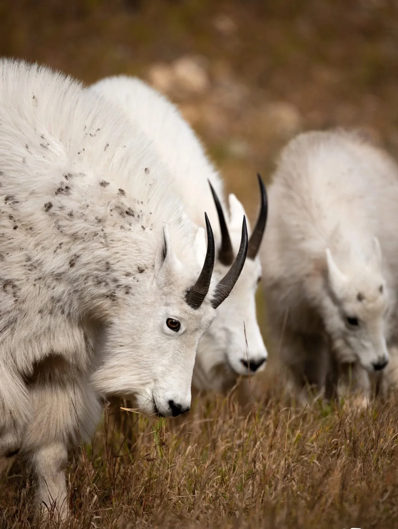 Close-up of two white mountain goats with black horns grazing on grass in a field.