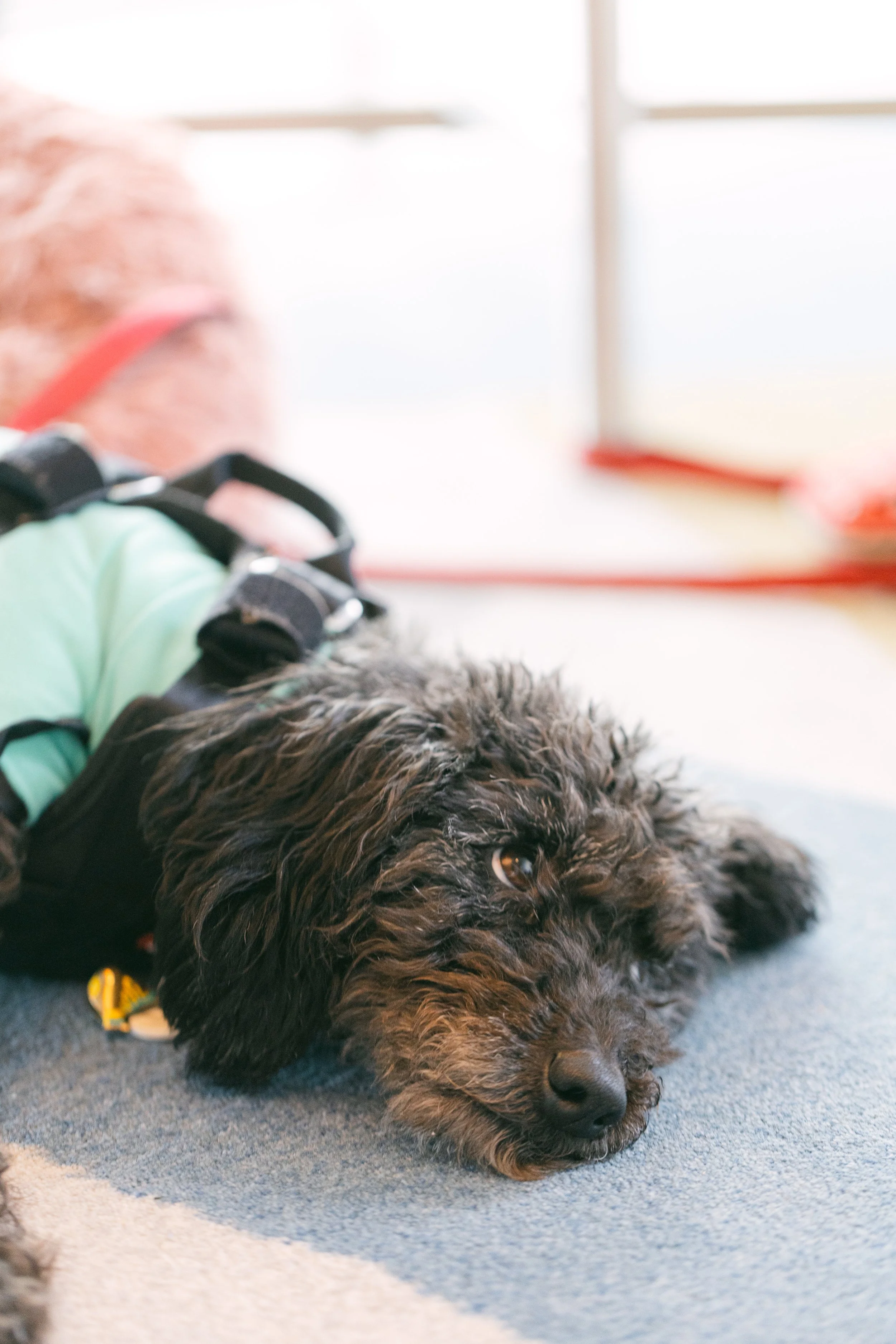 A black and brown curly-haired dog lying on a gray and blue carpet, wearing a harness, resting its head on the carpet with a calm expression.