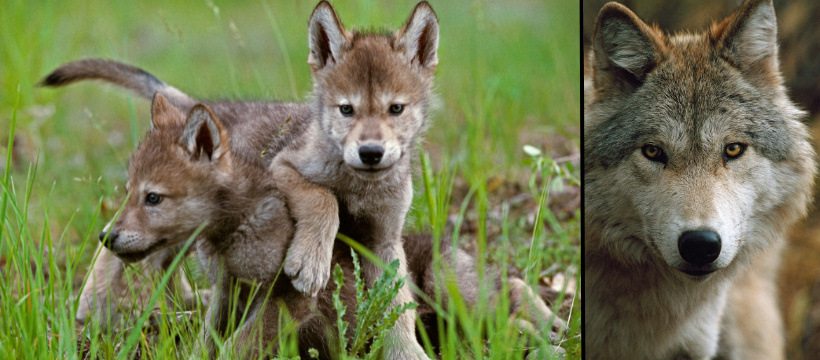 LOBERO THEATRE / Living with Wolves – The Hidden Life of Wolves