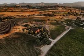 Vineyard aerial view