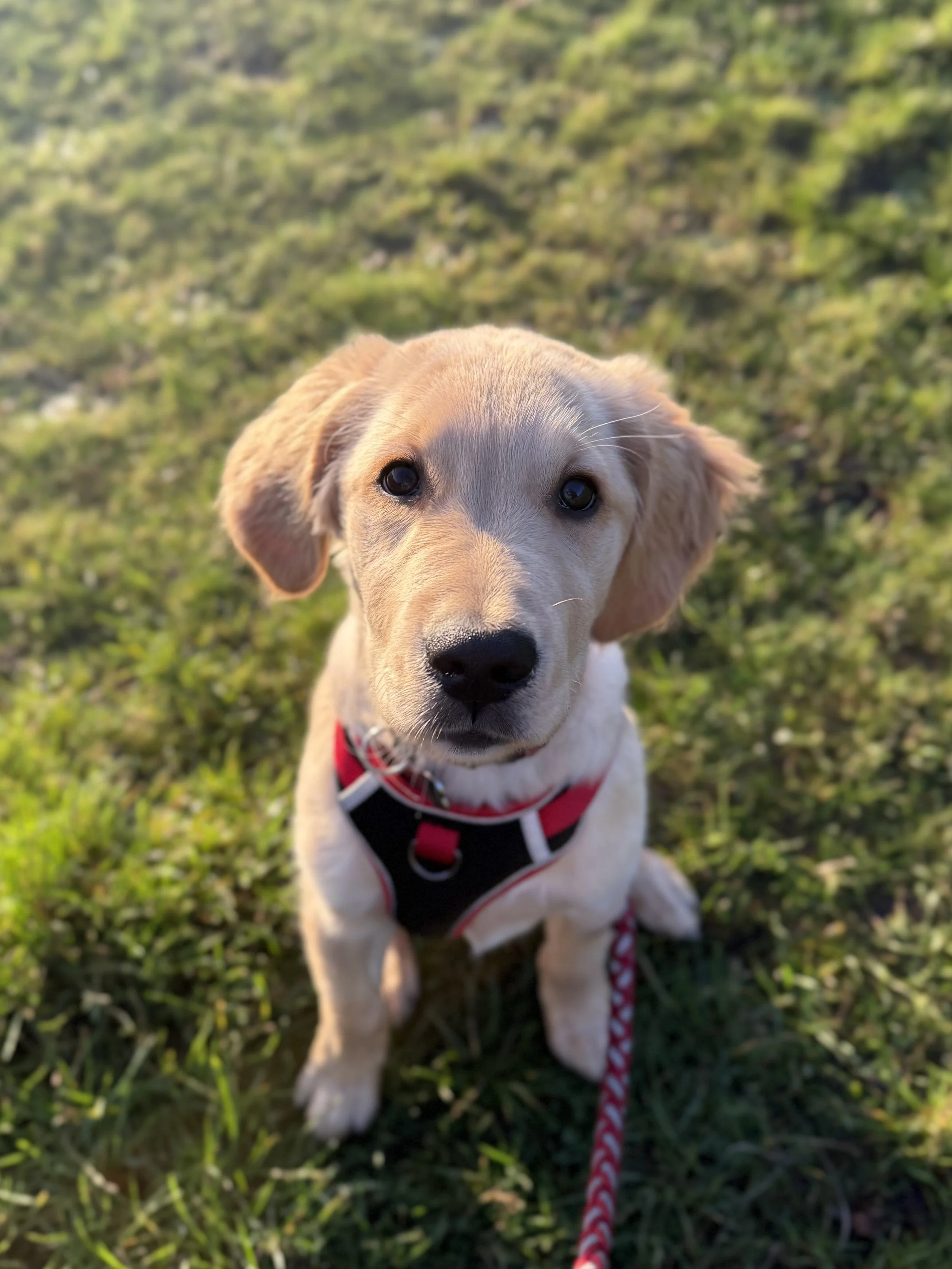A cute golden retriever puppy in Hampstead Heathwith light tan fur and floppy ears, sitting on green grass, wearing a red and black harness, looking directly at the camera.