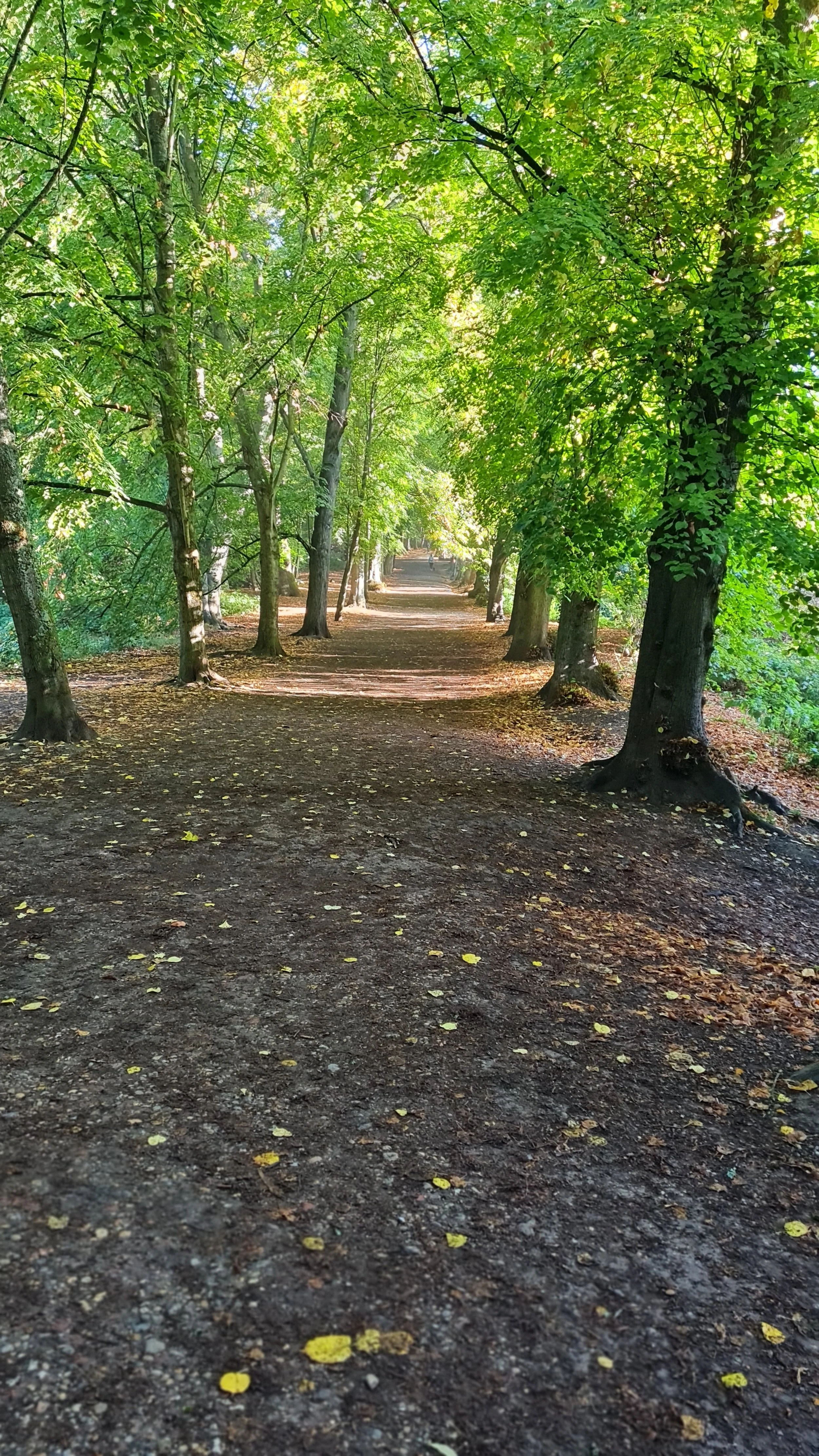 Hampstead Heath - Trees-lined dirt pathway in a lush green forest with sunlight filtering through the leaves.