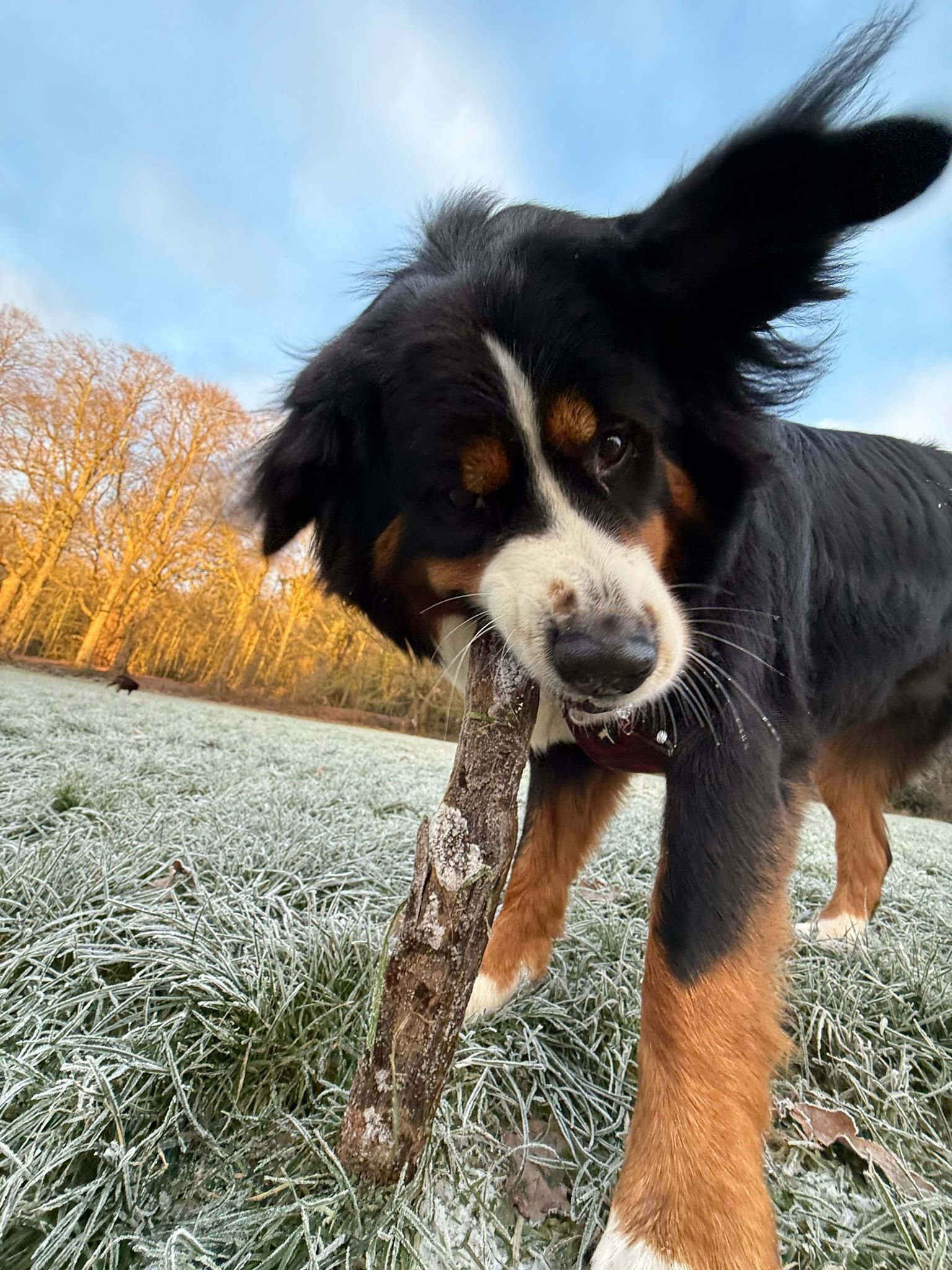 5 Ways to Keep Your Dog Mentally Stimulated in London