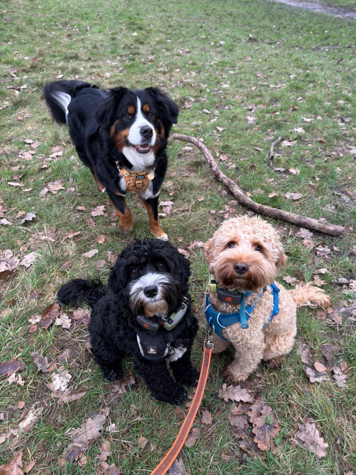 How to Choose a Professional Dog Walker in London