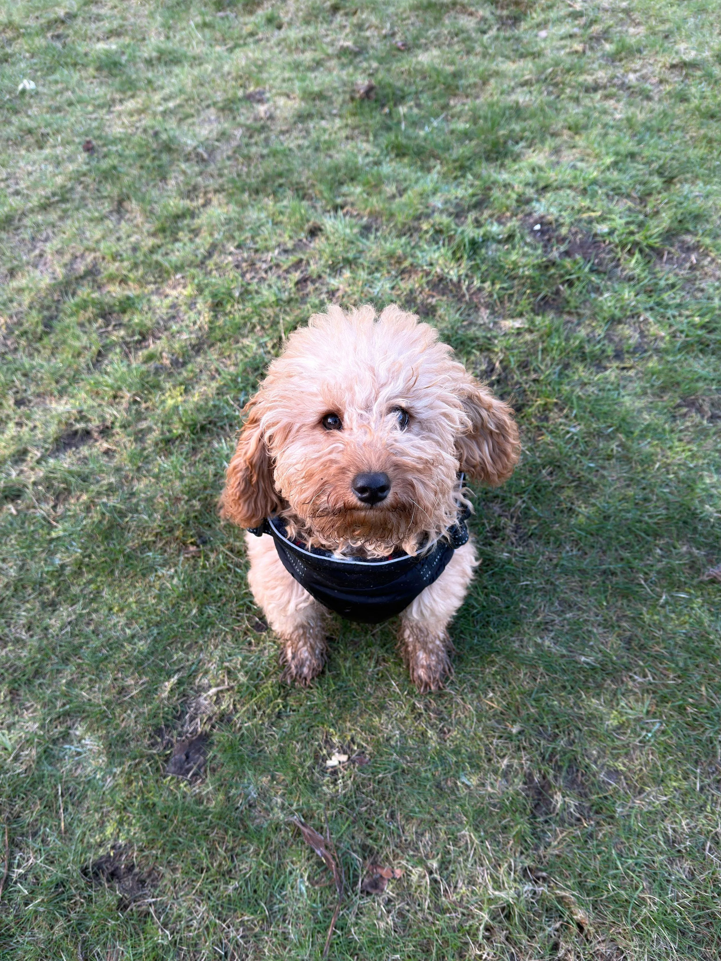 The Real Secret to Raising a Calm, Happy Dog in London (And Why Most Owners Accidentally Get It Wrong)