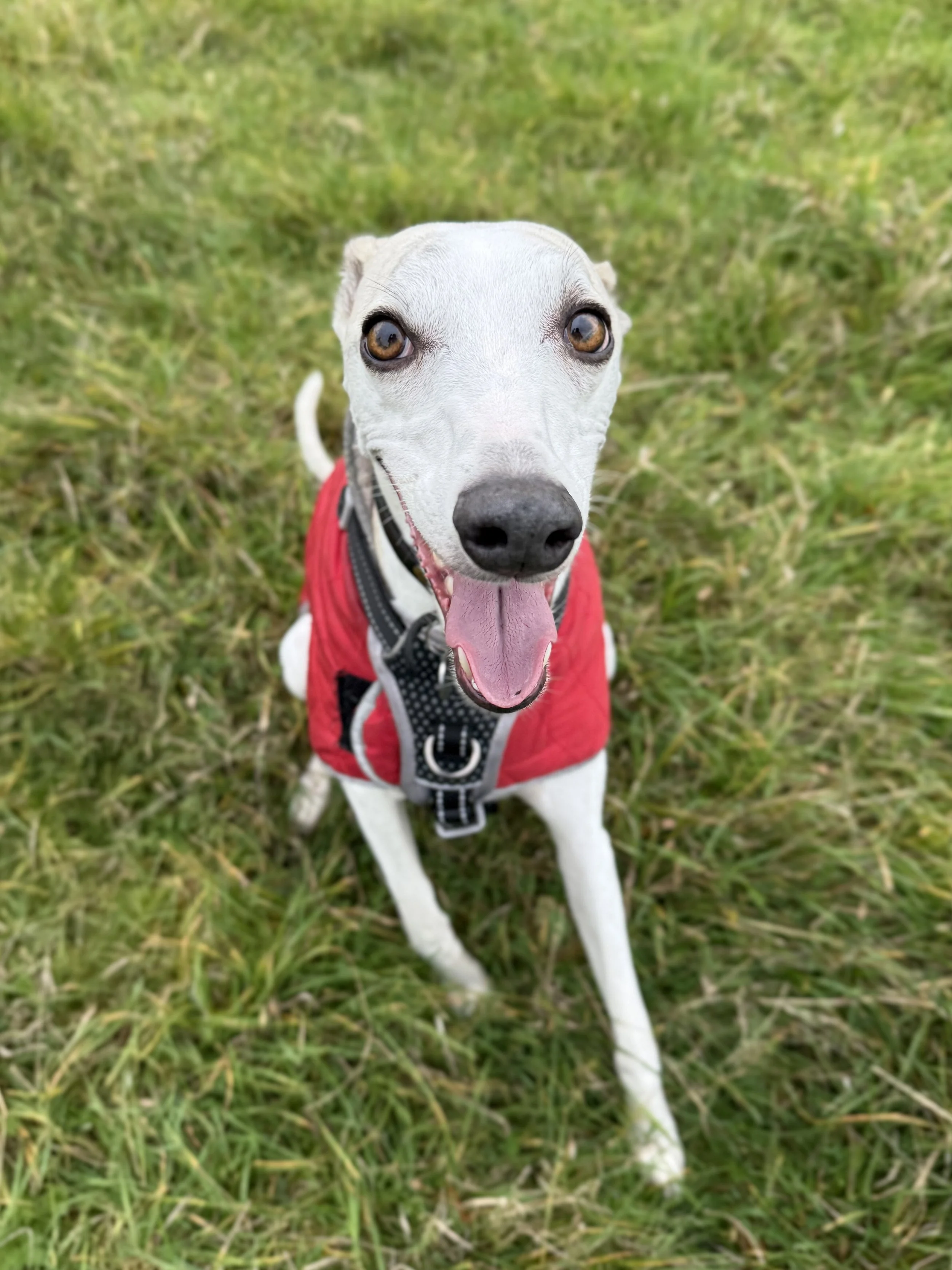 A happy white and black dog with a pink tongue hanging out, wearing a red vest and harness, sitting on green grass, looking up at the camera, in Hampstead Heath