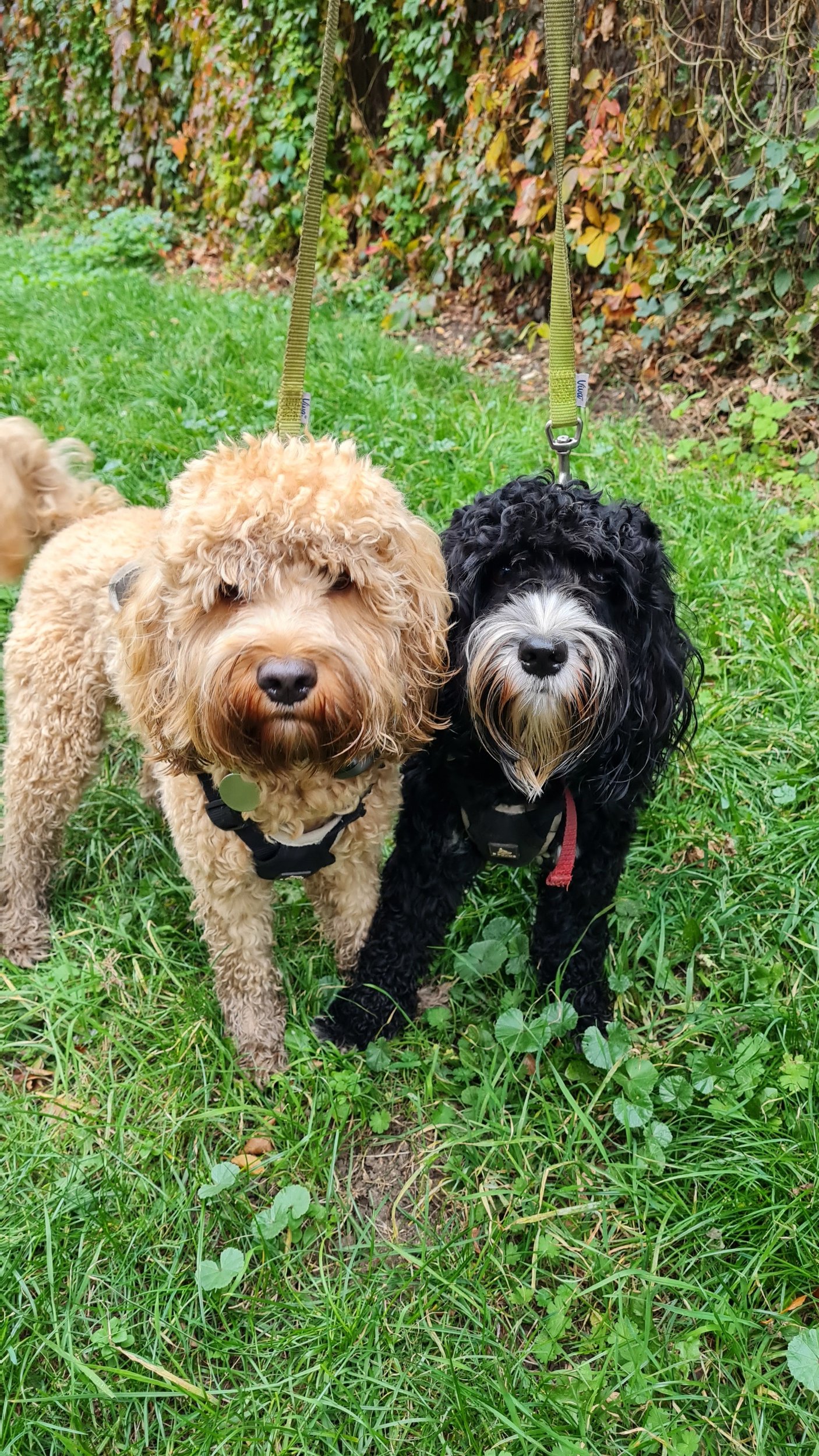 Two curly-coated dogs, one beige and one black and white, standing on green grass with a hedge in the background.