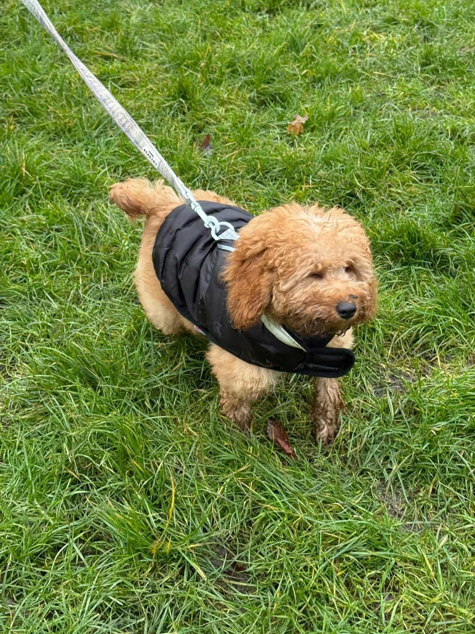 A fluffy brown puppy wearing a black vest on a leash, standing on green grass.