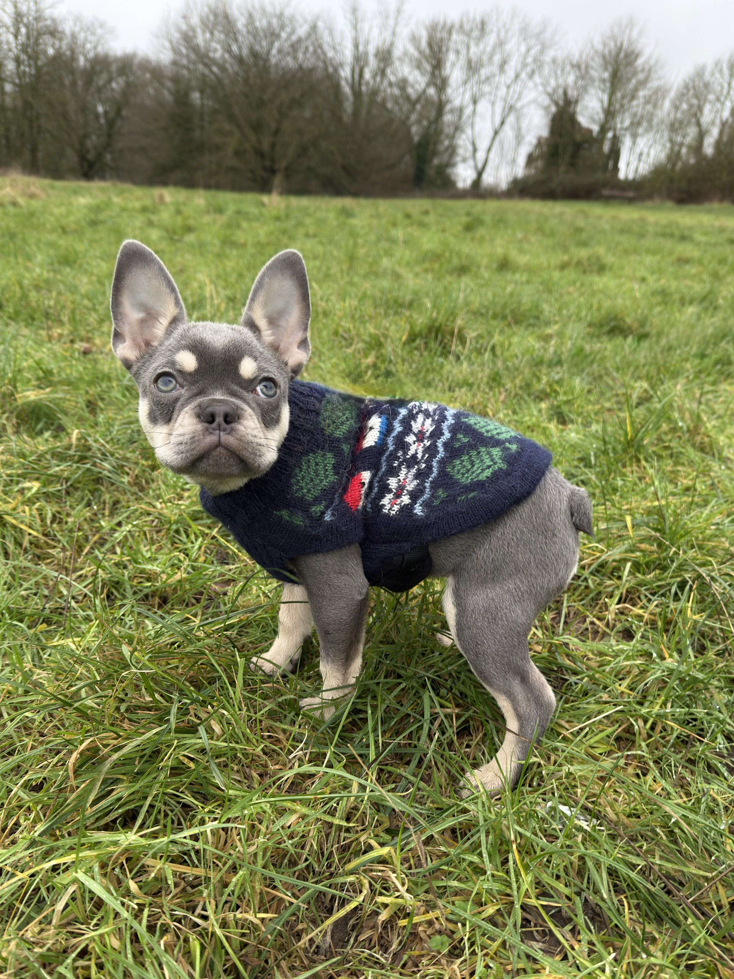 A small gray puppy in Hampstead Heathwith a short coat and large ears, wearing a blue sweater with a festive holiday pattern, standing in a grassy field with trees in the background.
