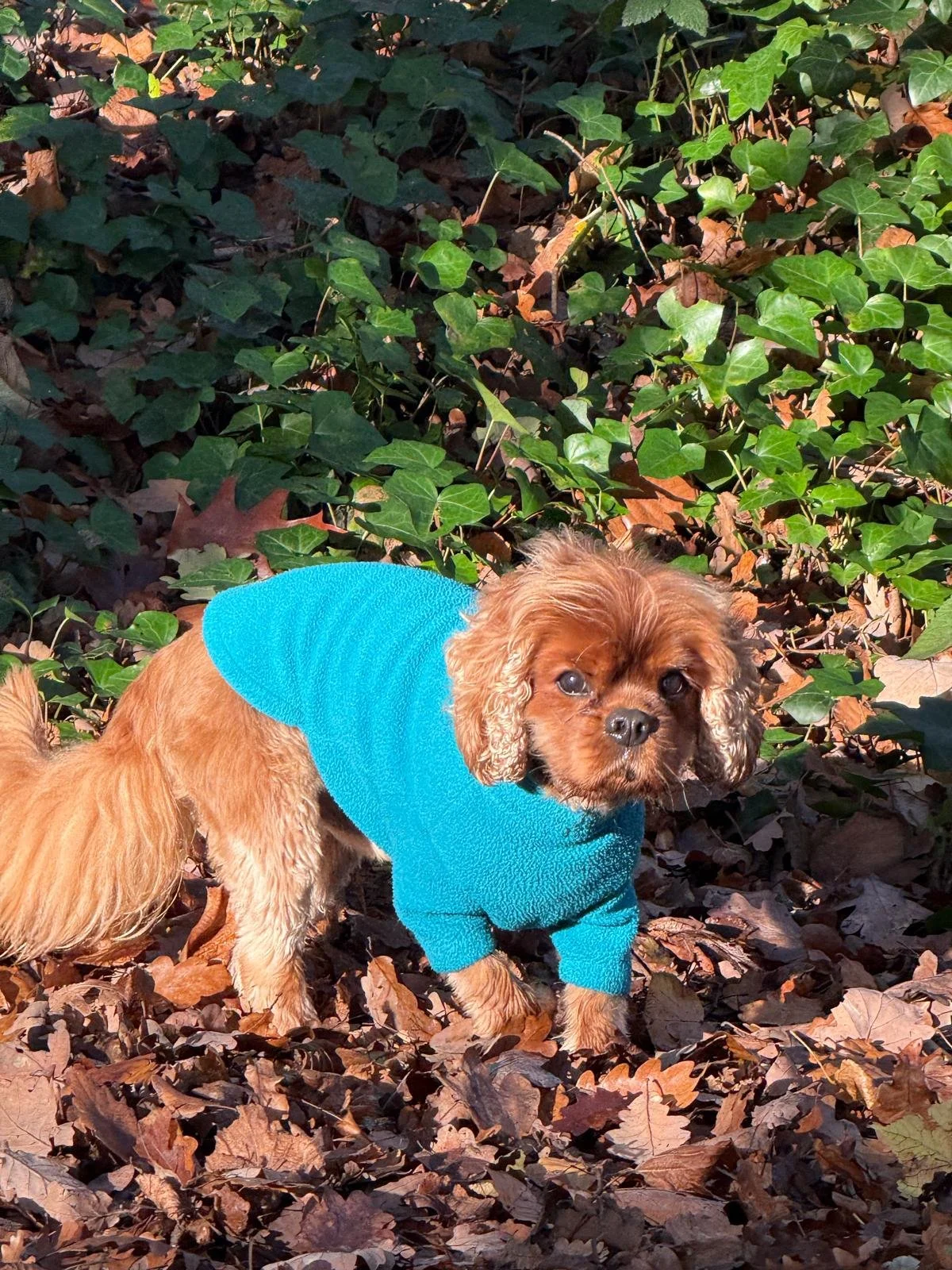 A small brown dog wearing a blue sweater standing on a bed of fallen leaves among green ivy plants.