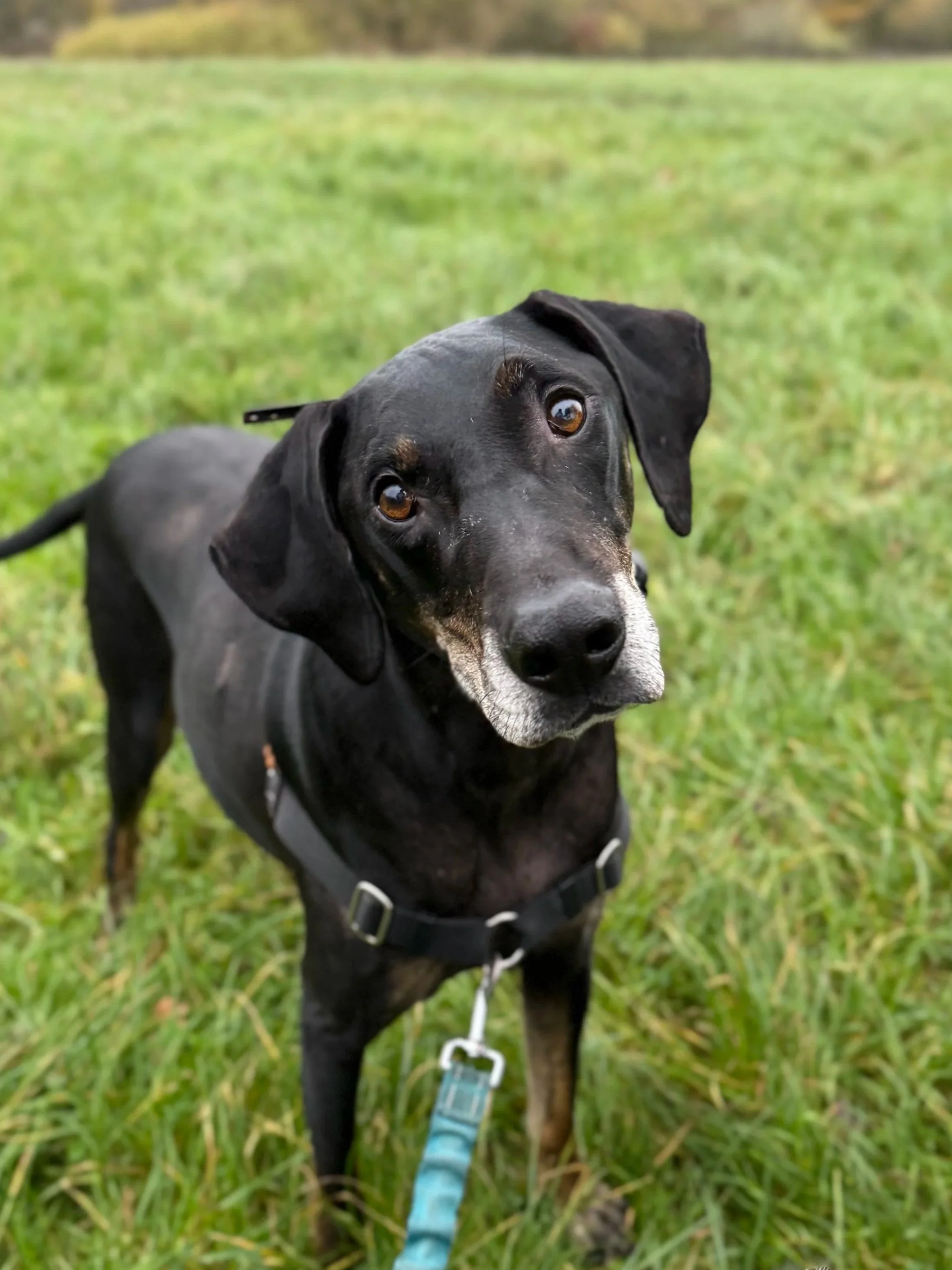 A black dog with brown markings on its face and tan legs standing on green grass, wearing a harness attached to a blue leash, looking curiously at the camera with head tilted on Hampstead Heath.