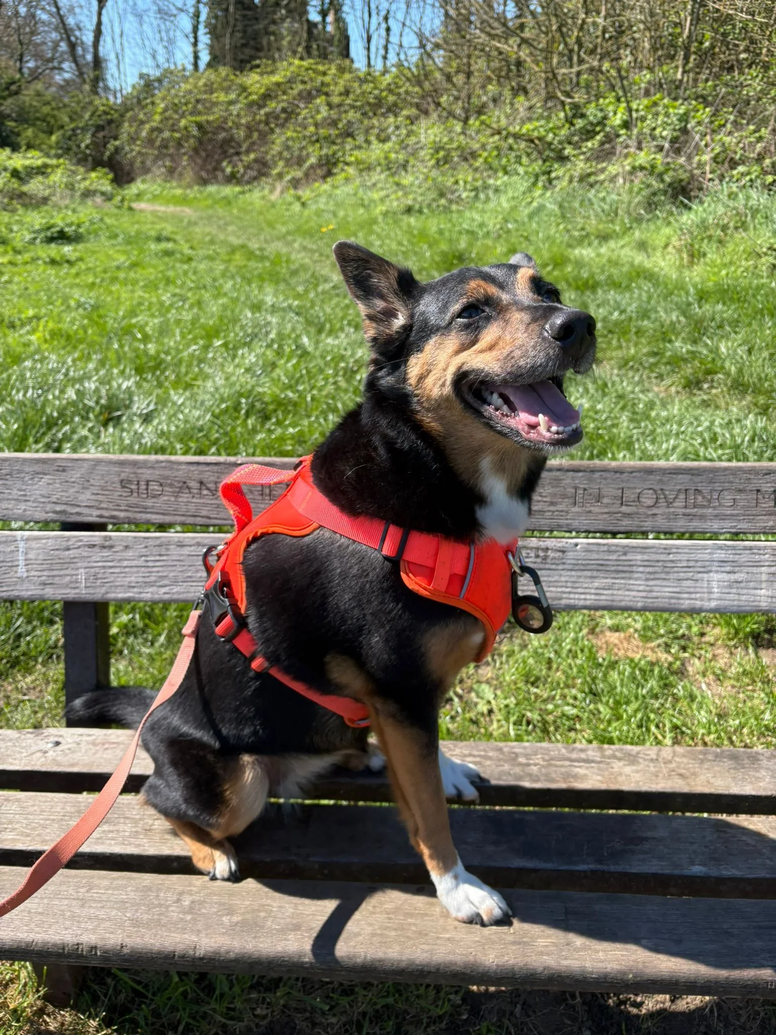 Photo from The London Hounds (2).jpg