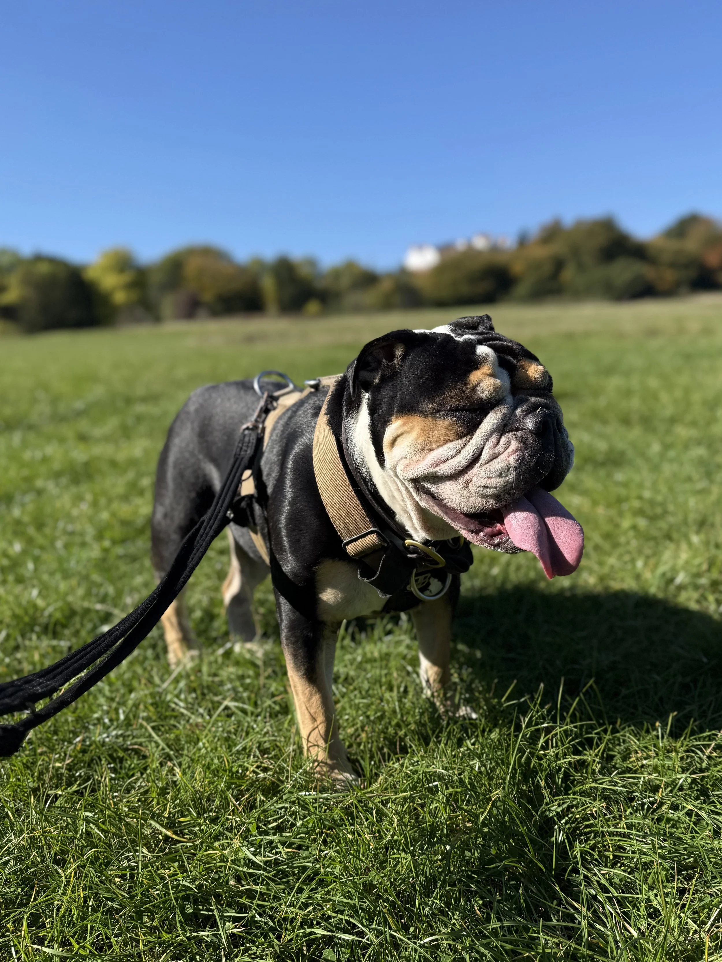 A happy bulldog standing on grass with its tongue hanging out, wearing a harness, in a park on a sunny day.