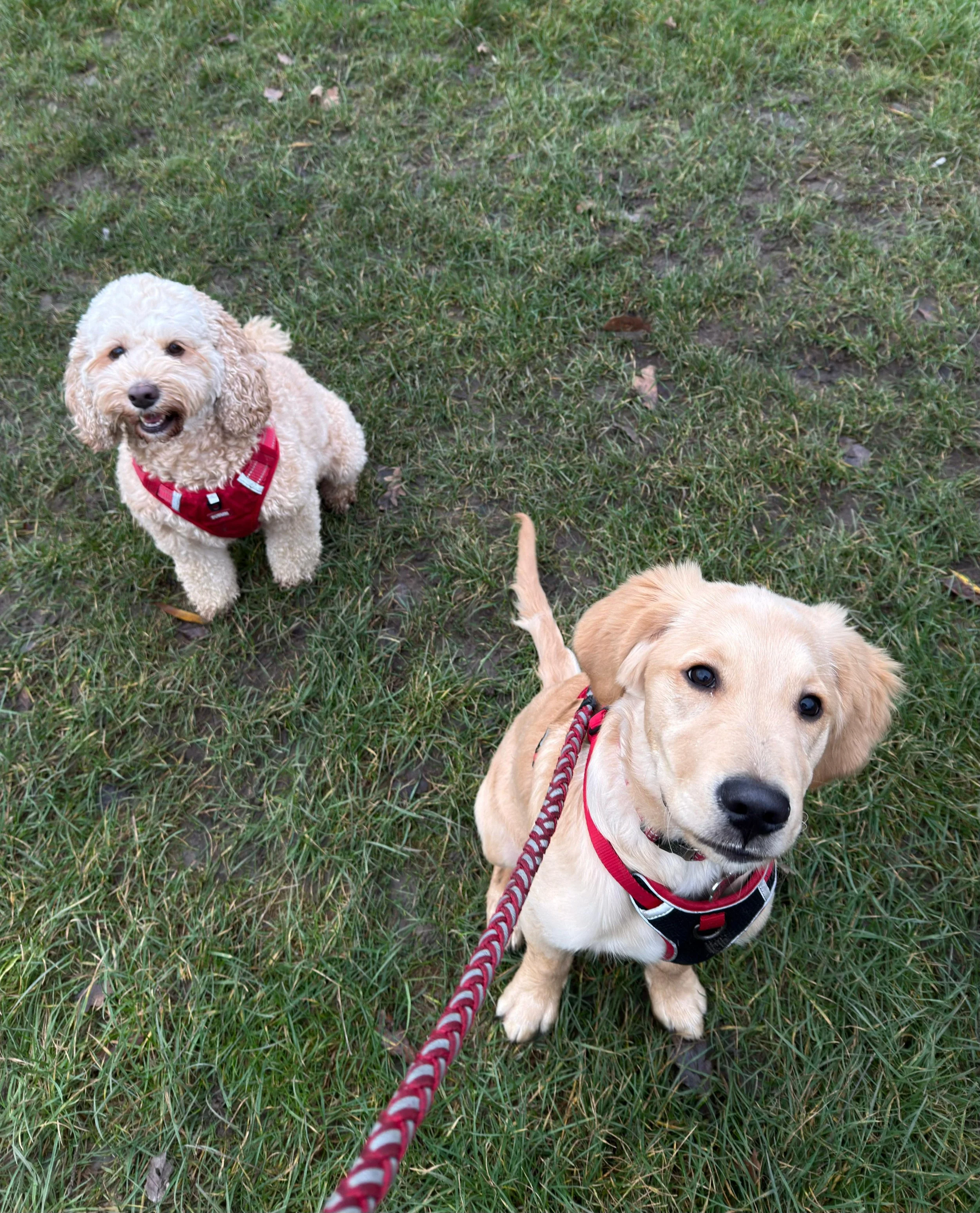 Two dogs, a curly-haired beige poodle and a light brown Labrador puppy, sit on grass with the Labrador on a red leash being held by someone taking the photo.