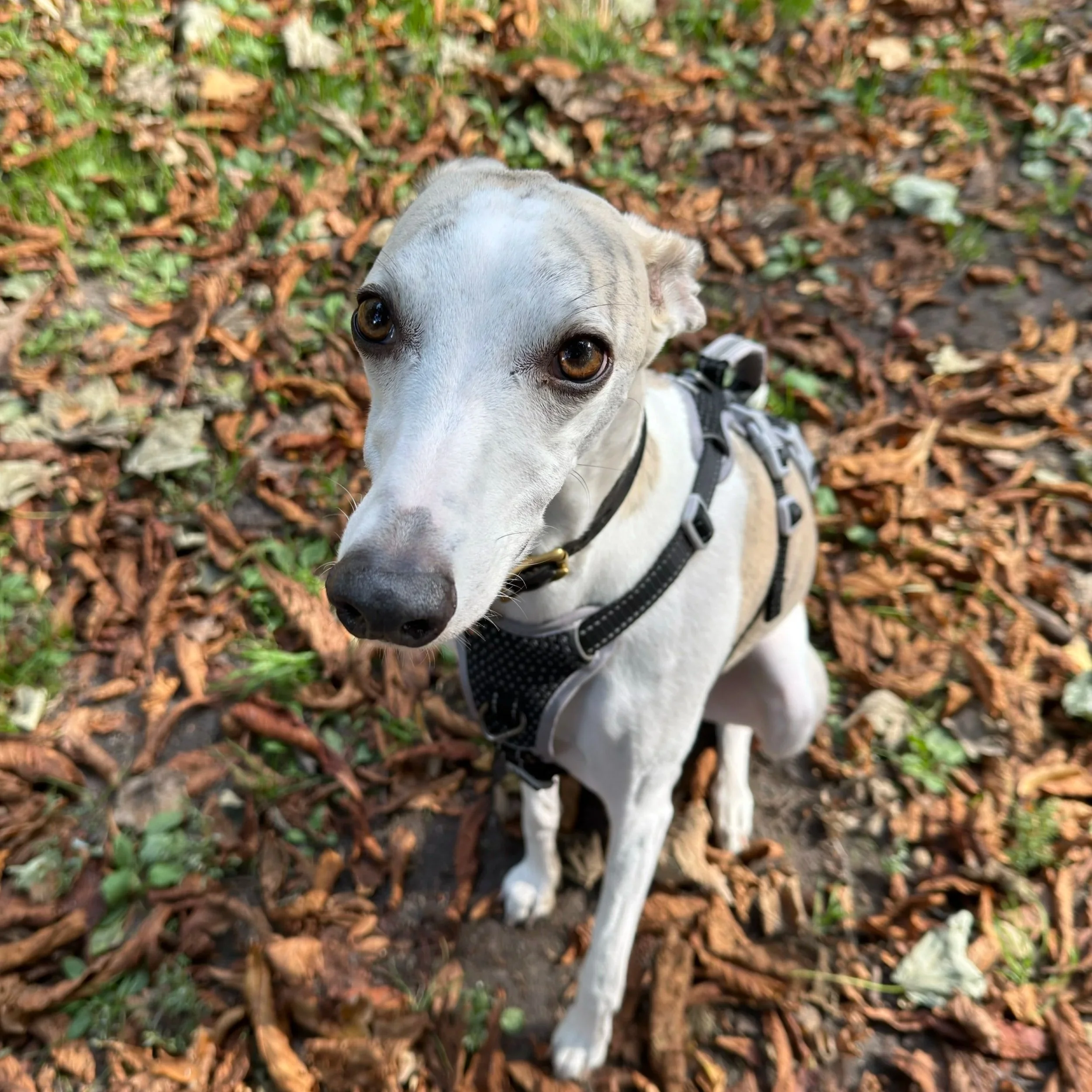 A Whippet with brown eyes sitting outdoors on fallen autumn leaves, wearing a black harness and looking up at the camera in Hampstead Heath