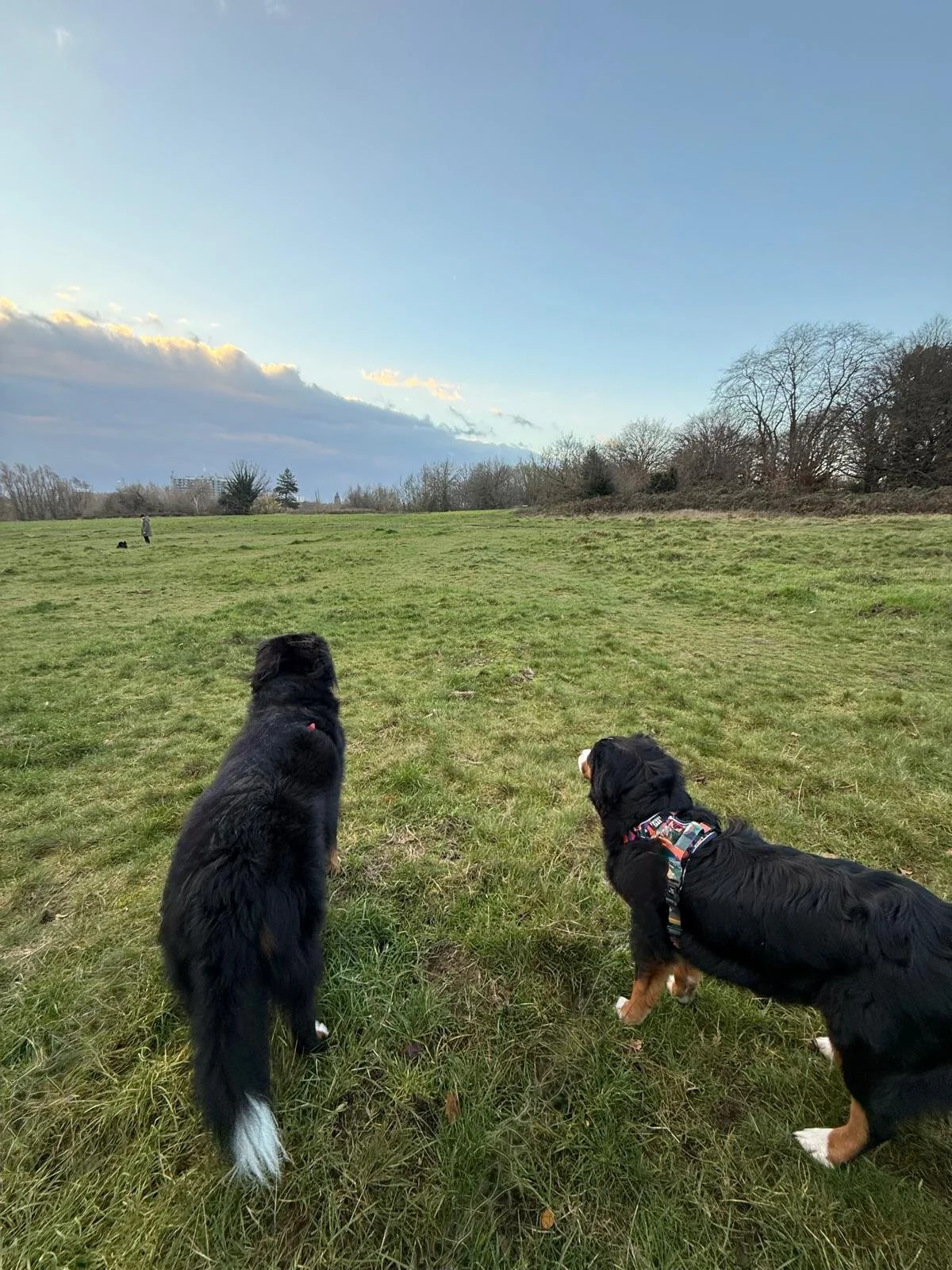 Two Bernese Mountain Dogs sitting on grass in a large open field, watching a person and a smaller dog near the horizon.