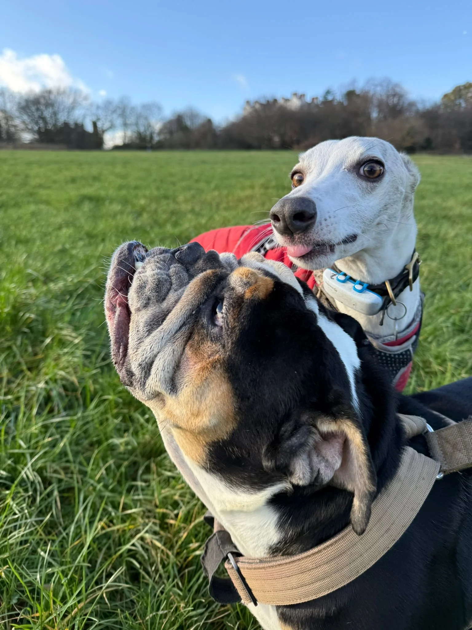 Two dogs, a bulldog and a beagle, playfully licking each other's faces on a grassy field under a blue sky with scattered clouds.
