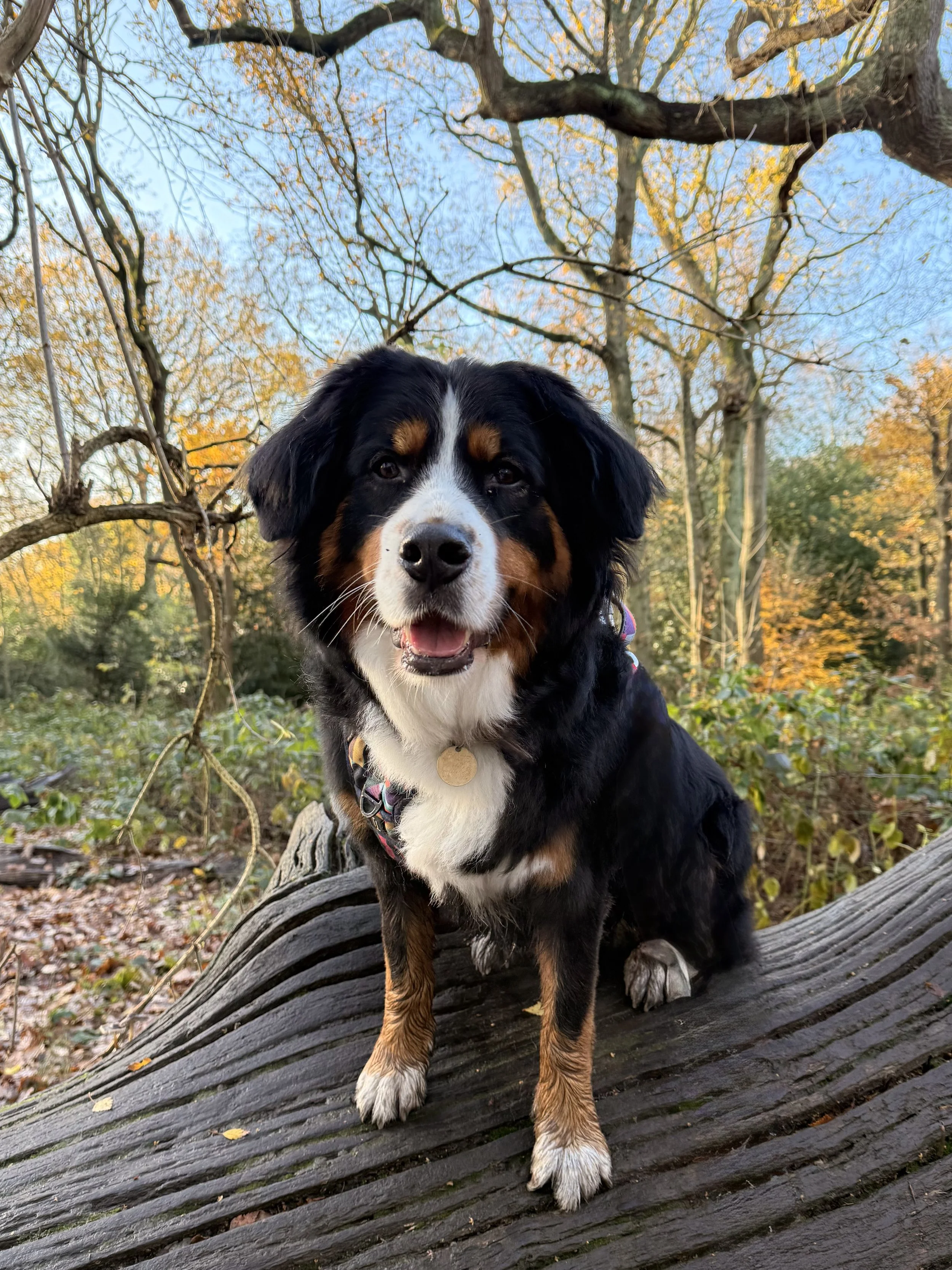 A Bernese Mountain Dog sitting on a fallen tree trunk in a forest during autumn, with trees and colorful leaves in the background.
