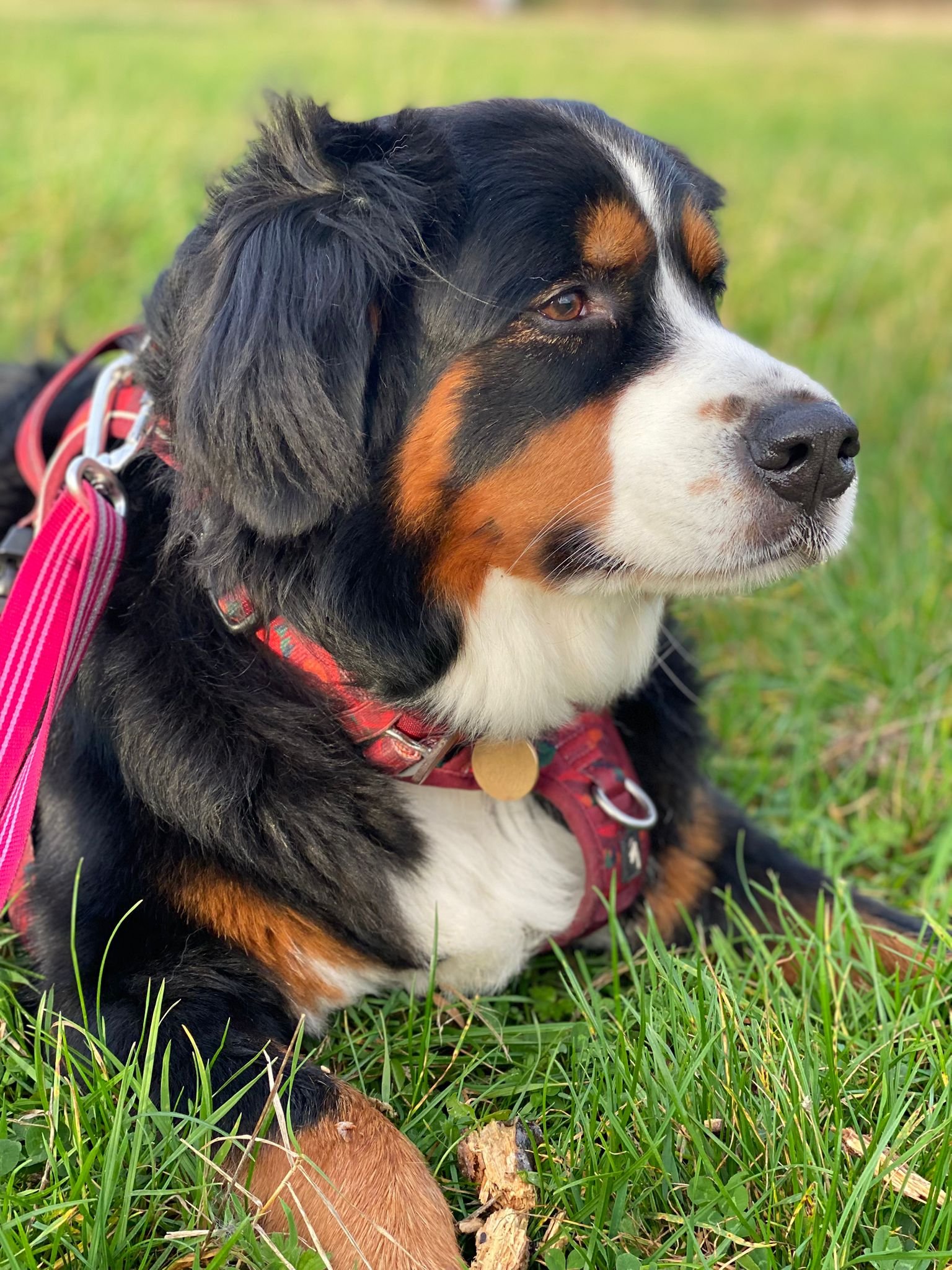 A beautiful Bernese Mountain Dog from The London Hounds in Hampstead Heath