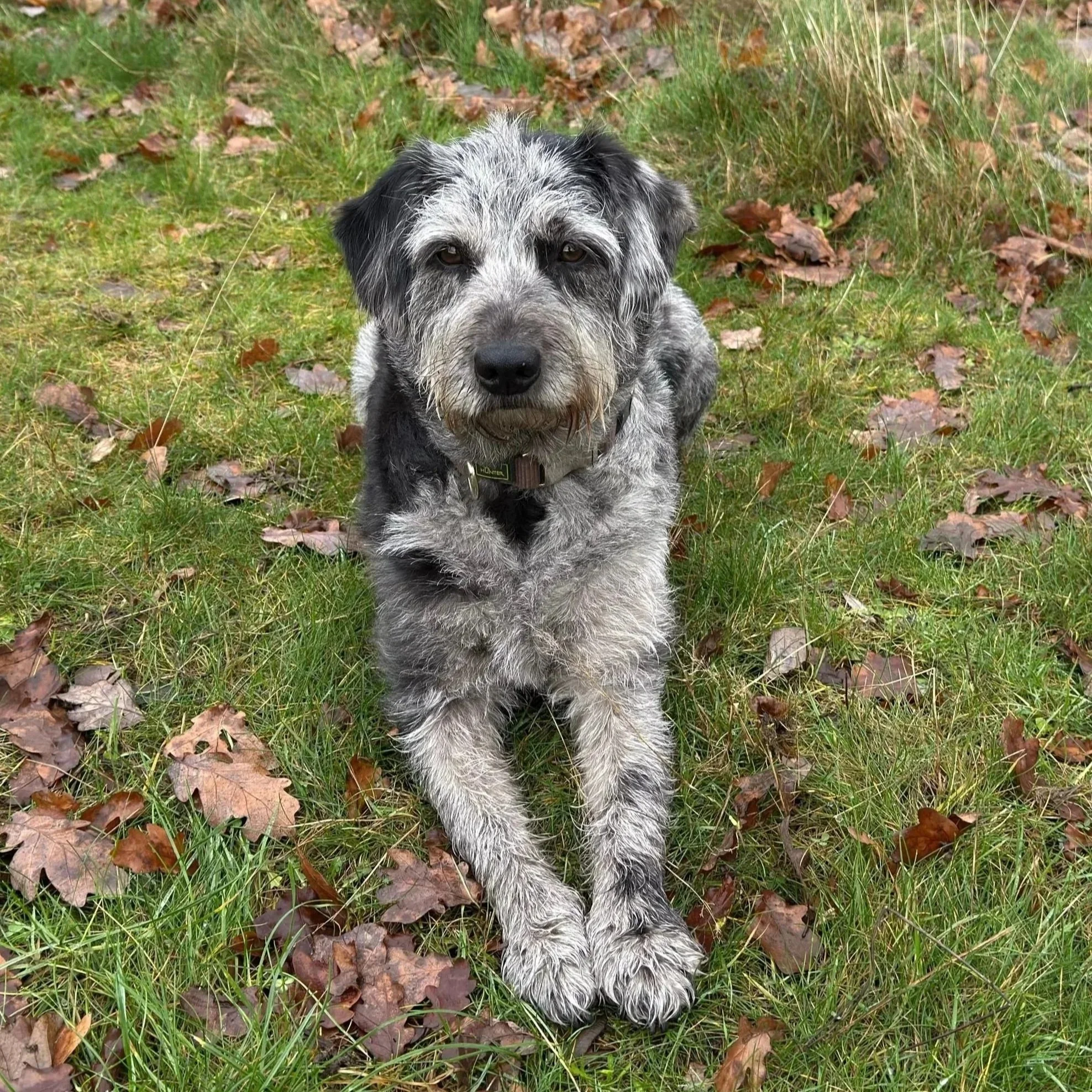 A gray and black shepherd mix dog sits in Hampstead Heath  grass surrounded by fallen leaves.