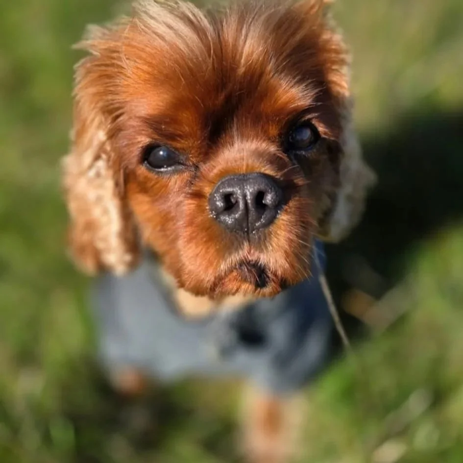 Close-up of a small brown dog with droopy ears and dark eyes, standing on grass in Hampstead Heath