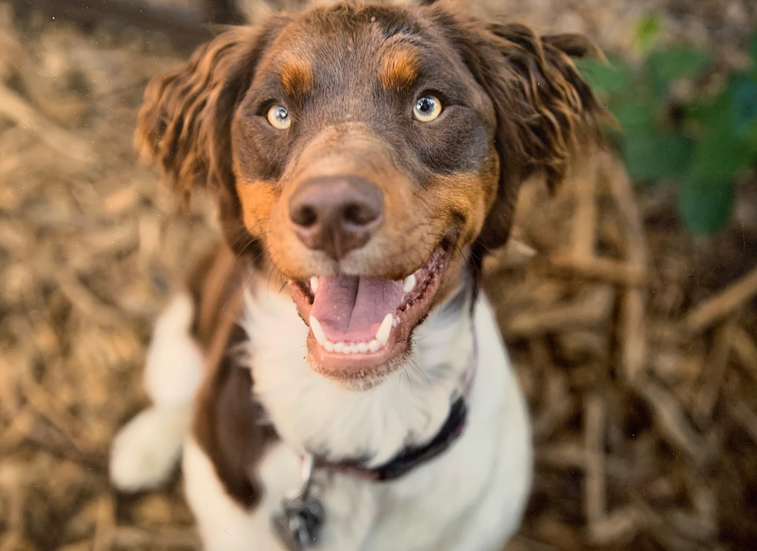 A joyful dog with a brown and white coat, blue eyes, and an open mouth, sitting outdoors on a dirt and leaf-covered ground.
