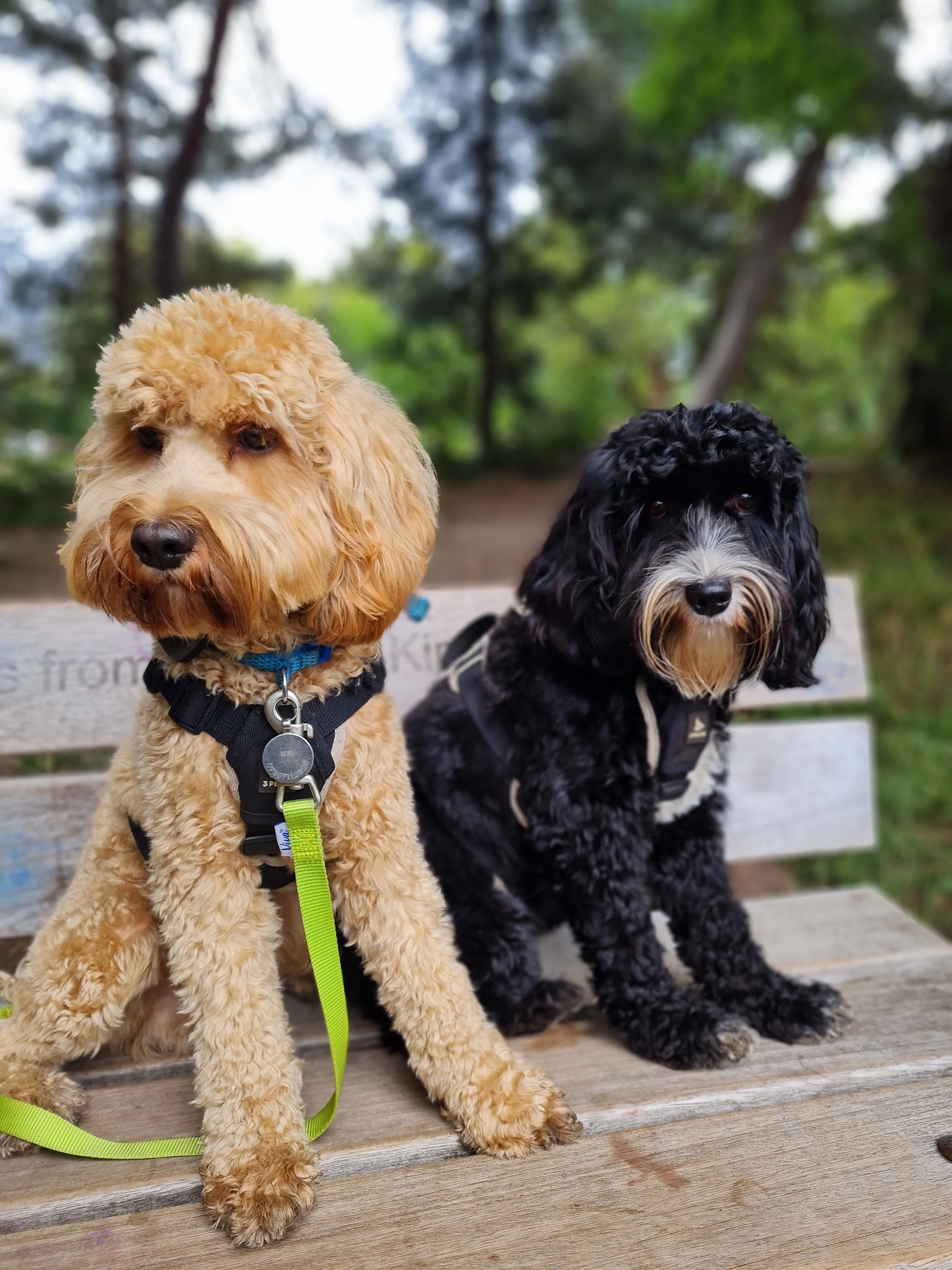 Two dogs sitting on a wooden park bench with a background of trees and greenery.