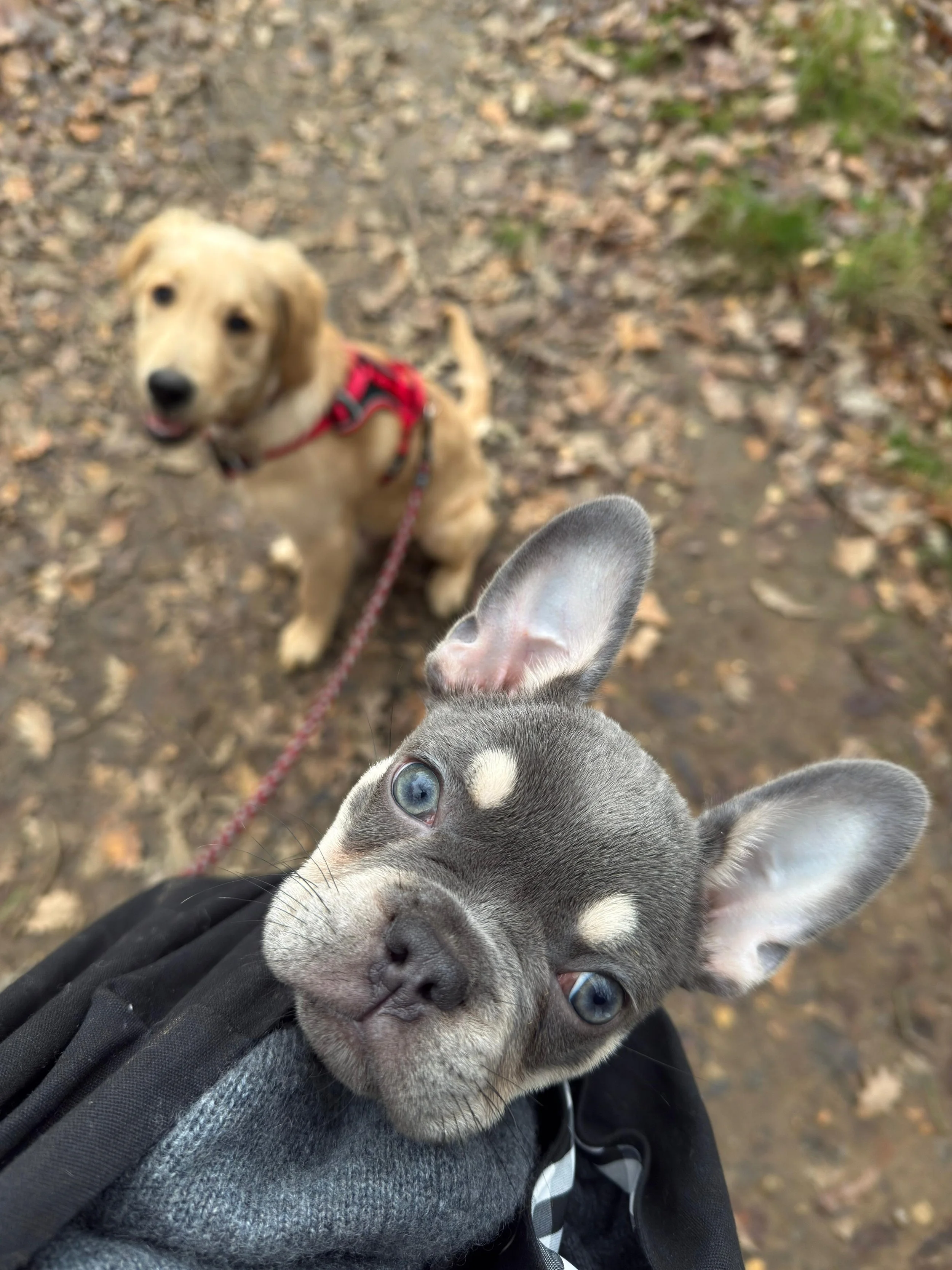 Close-up of a small gray and white puppy with blue eyes looking up, with a larger, yellow Labrador Retriever in the background, sitting on a dirt and leaf-covered trail during a walk.