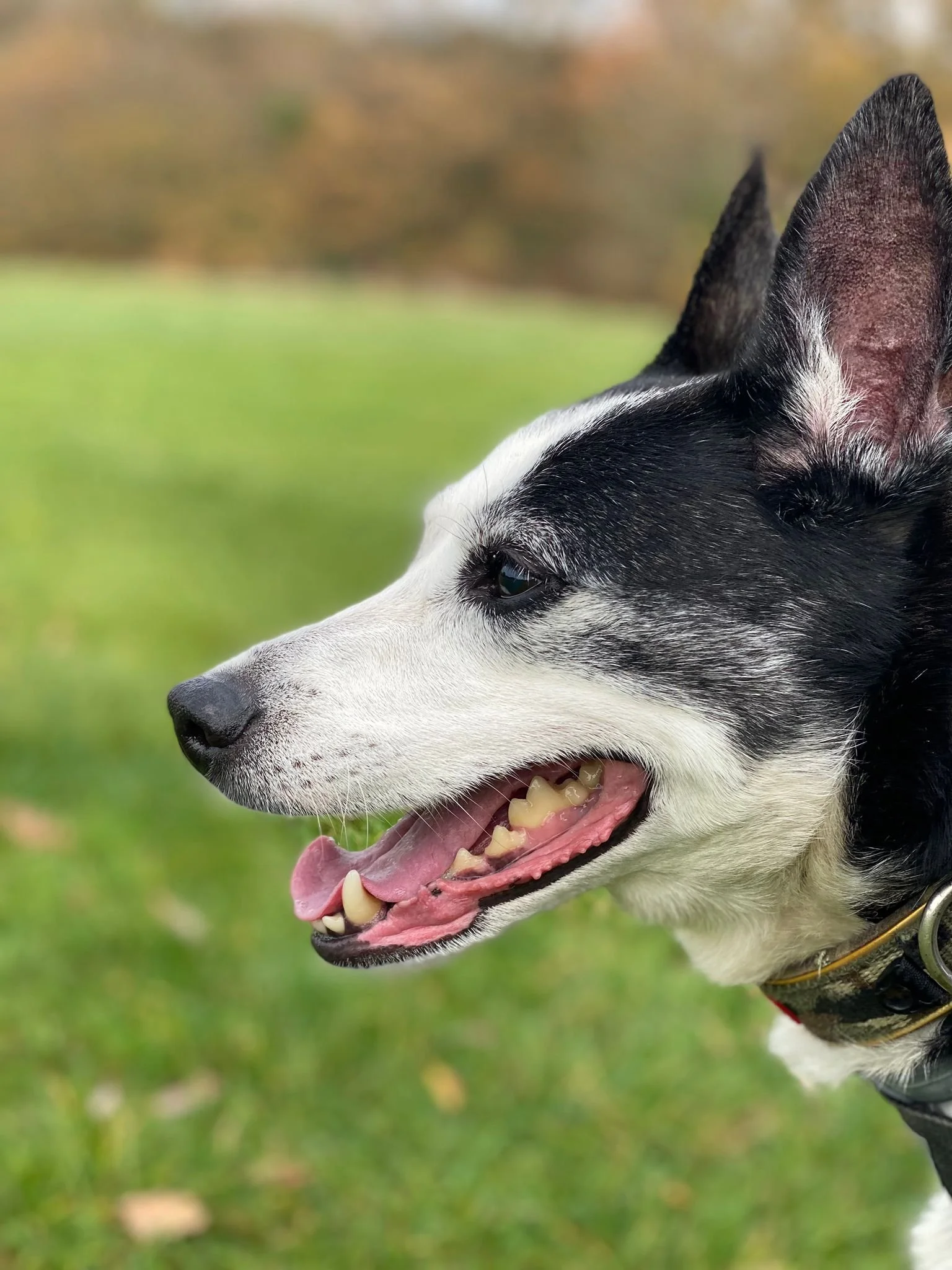 Close-up of a black and white dog, possibly a Border Collie, outdoors on grass with a blurred background of trees. The dog is smiling with its tongue out and teeth visible.