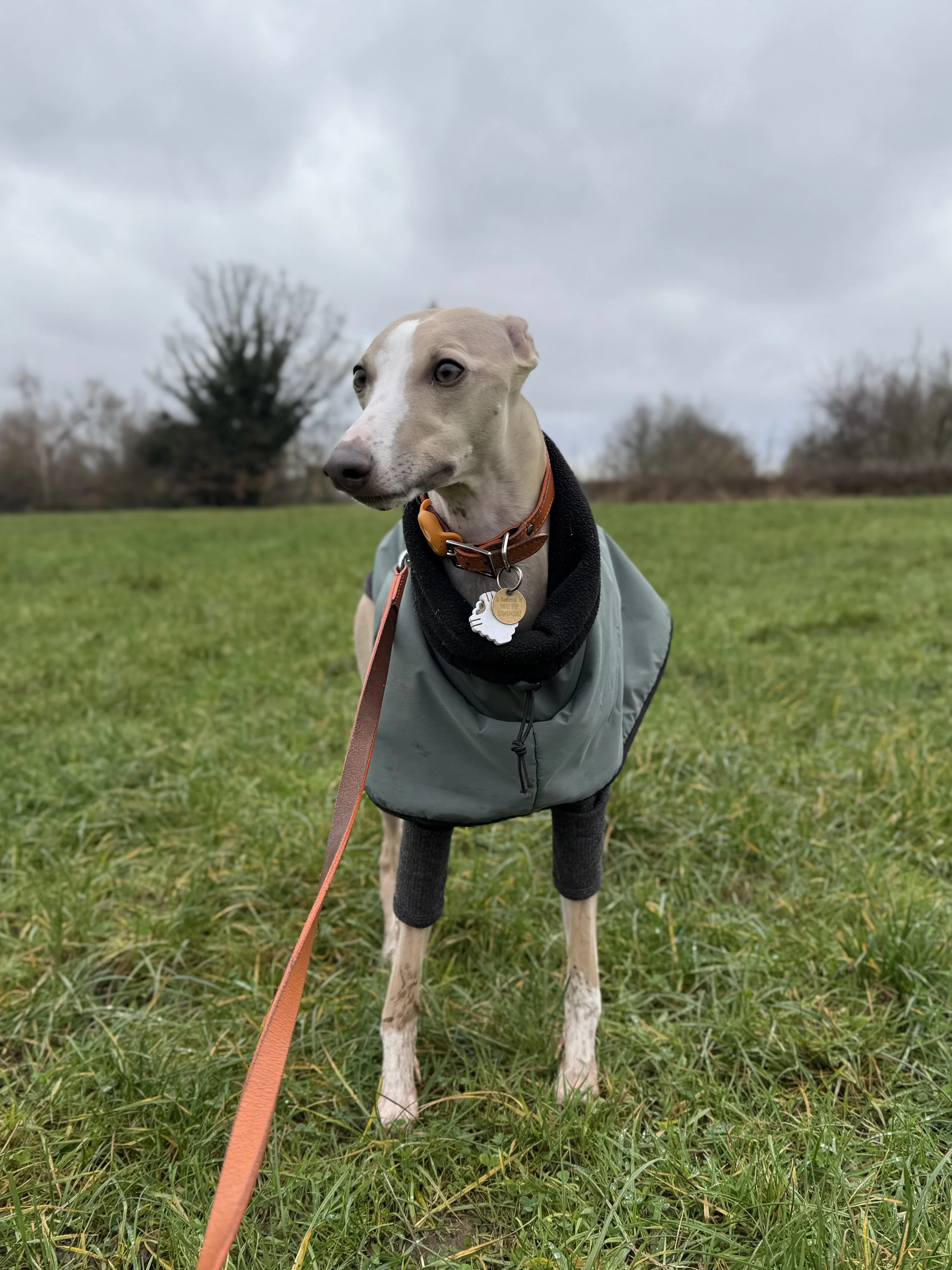 A Whippet dog with a light tan in Hampstead Heath,and white coat, wearing a green jacket and black socks on its legs, standing on grass in an outdoor setting with bare trees and cloudy sky in the background.