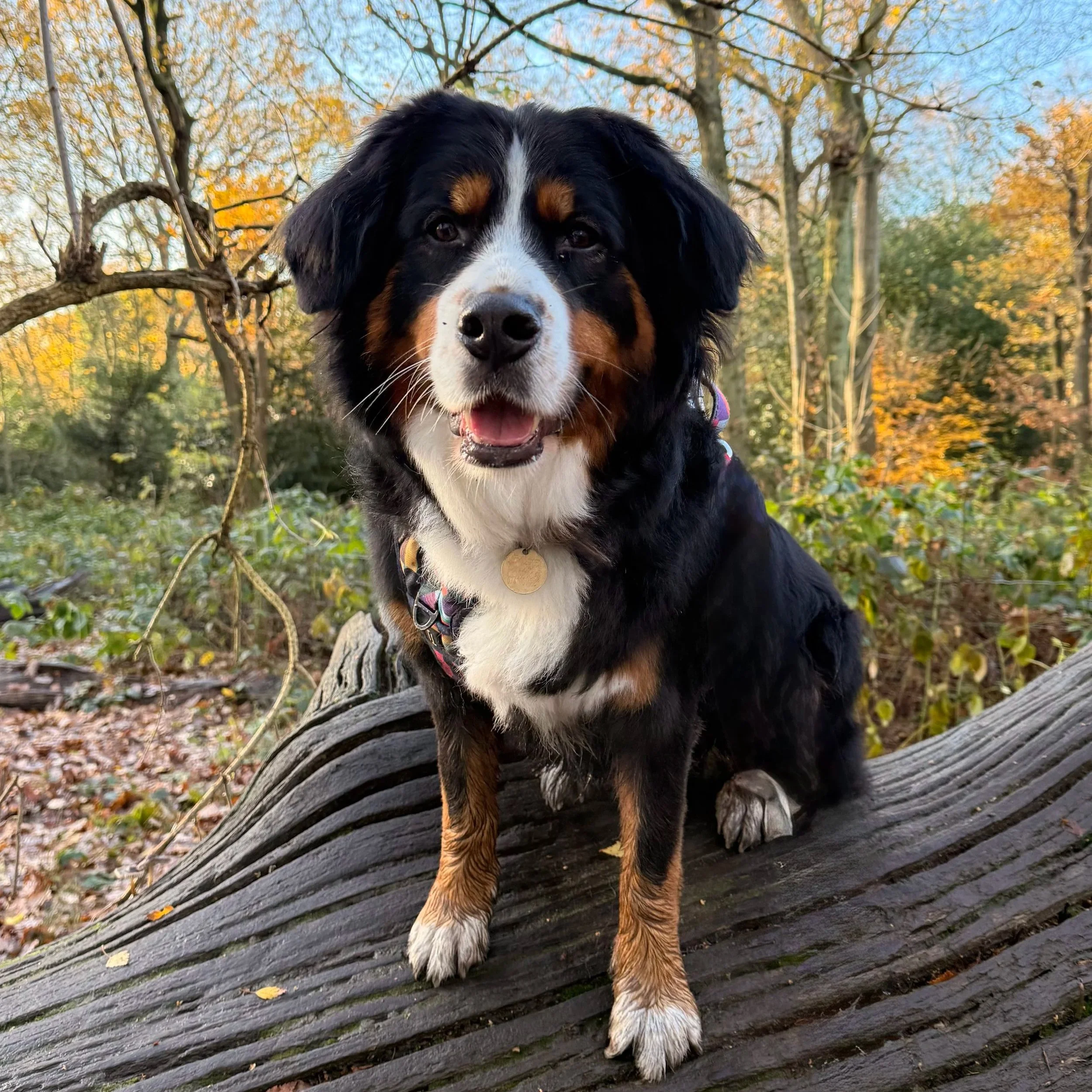 A Bernese Mountain Dog sitting on a fallen log in a forest during autumn, with colorful fall foliage and trees in the background in Hampstead Heath.